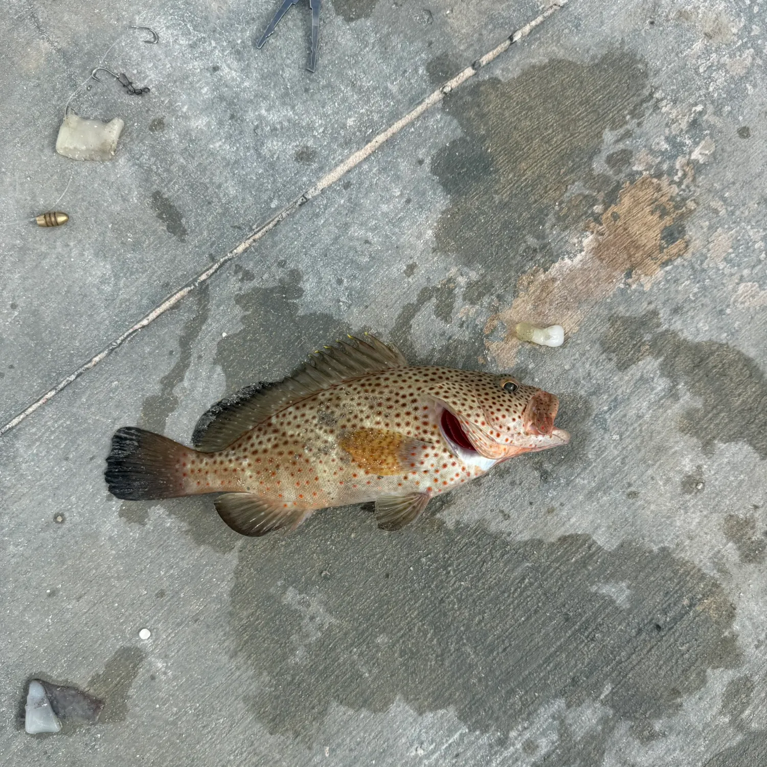 The most recent Rock hind catches on Fishbrain