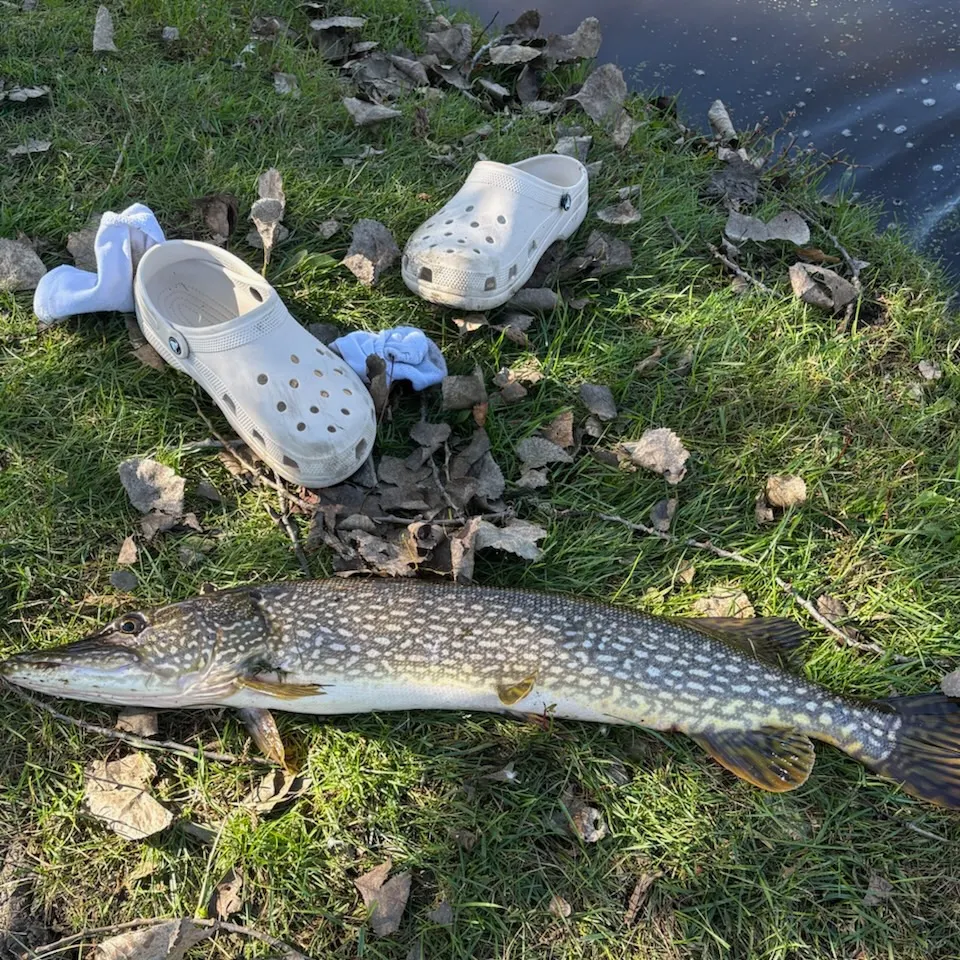 The most recent Northern pike catches on Fishbrain