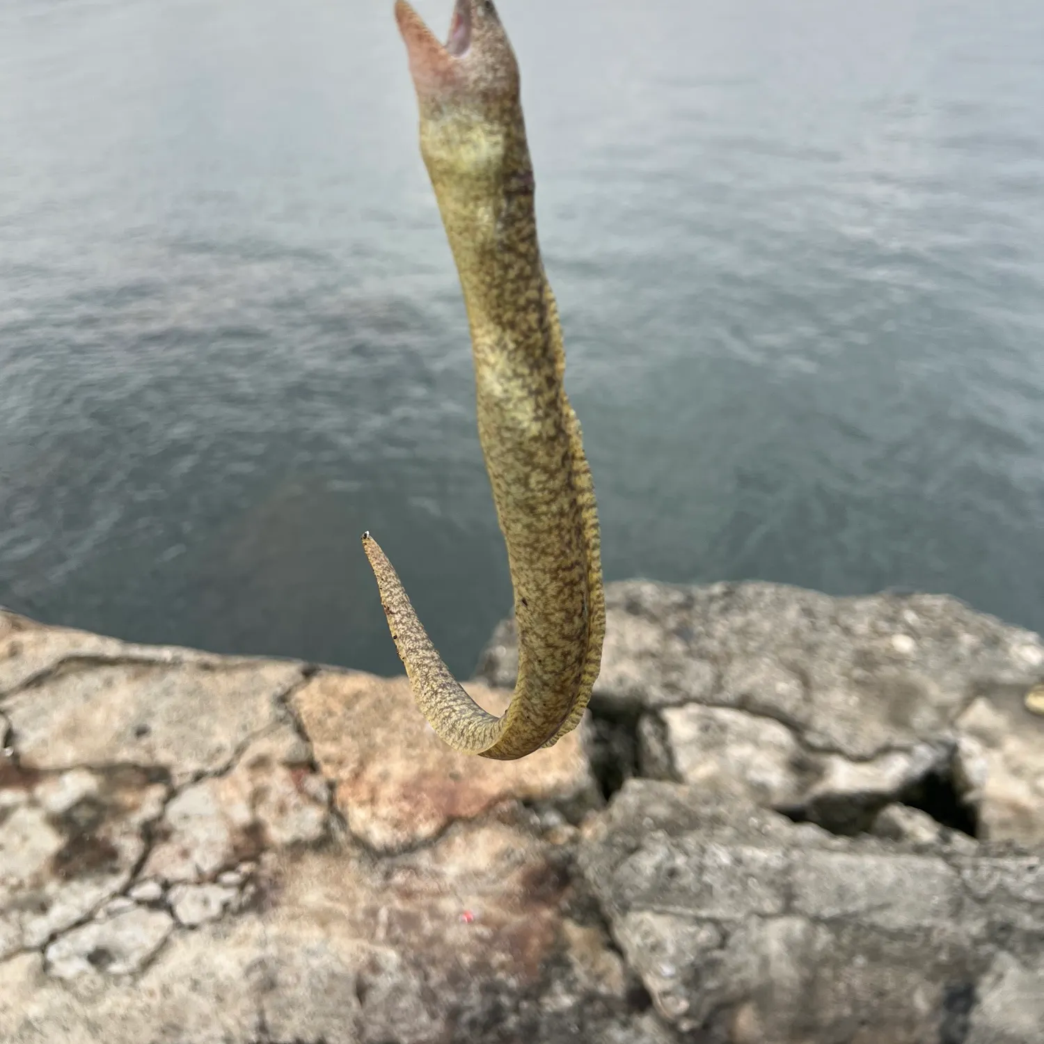 The most recent Peppered moray catches on Fishbrain