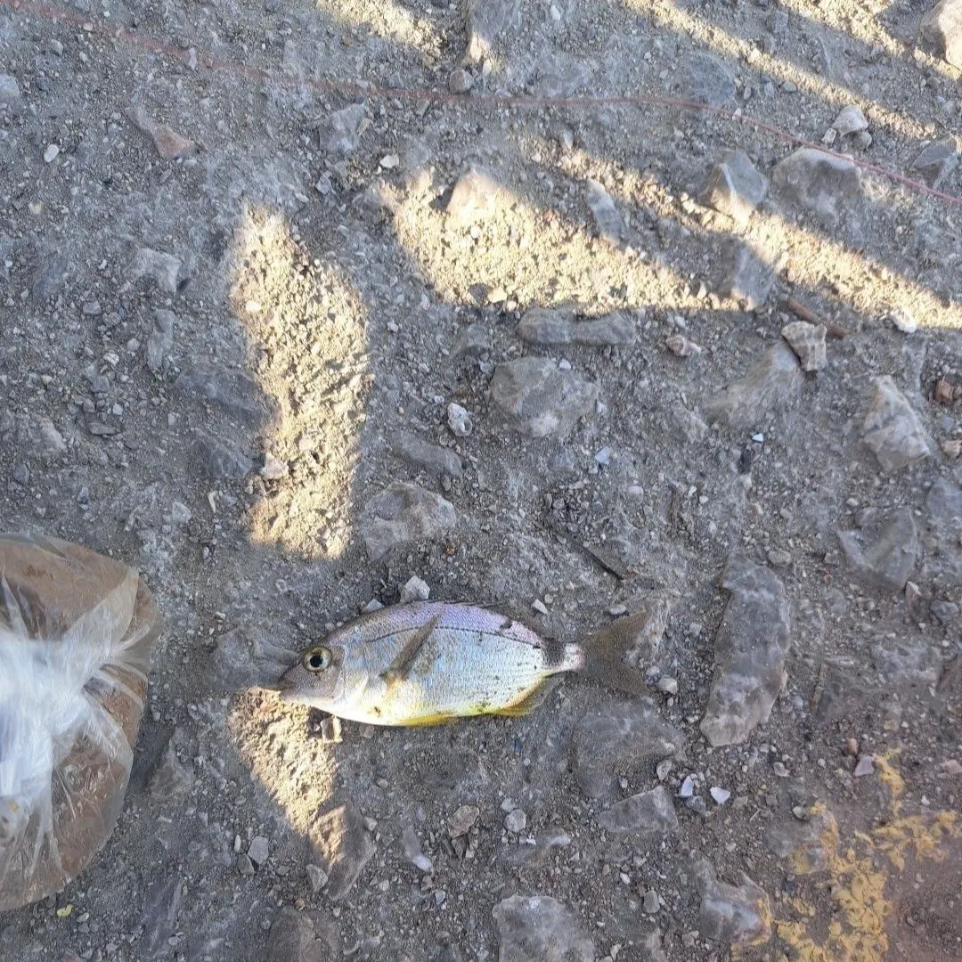 The most recent Annular seabream catches on Fishbrain