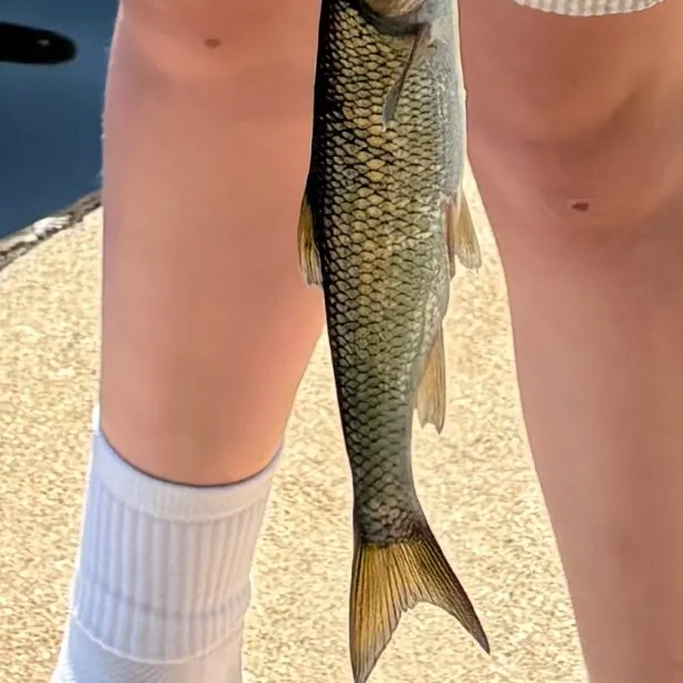 The most recent Fallfish catches on Fishbrain
