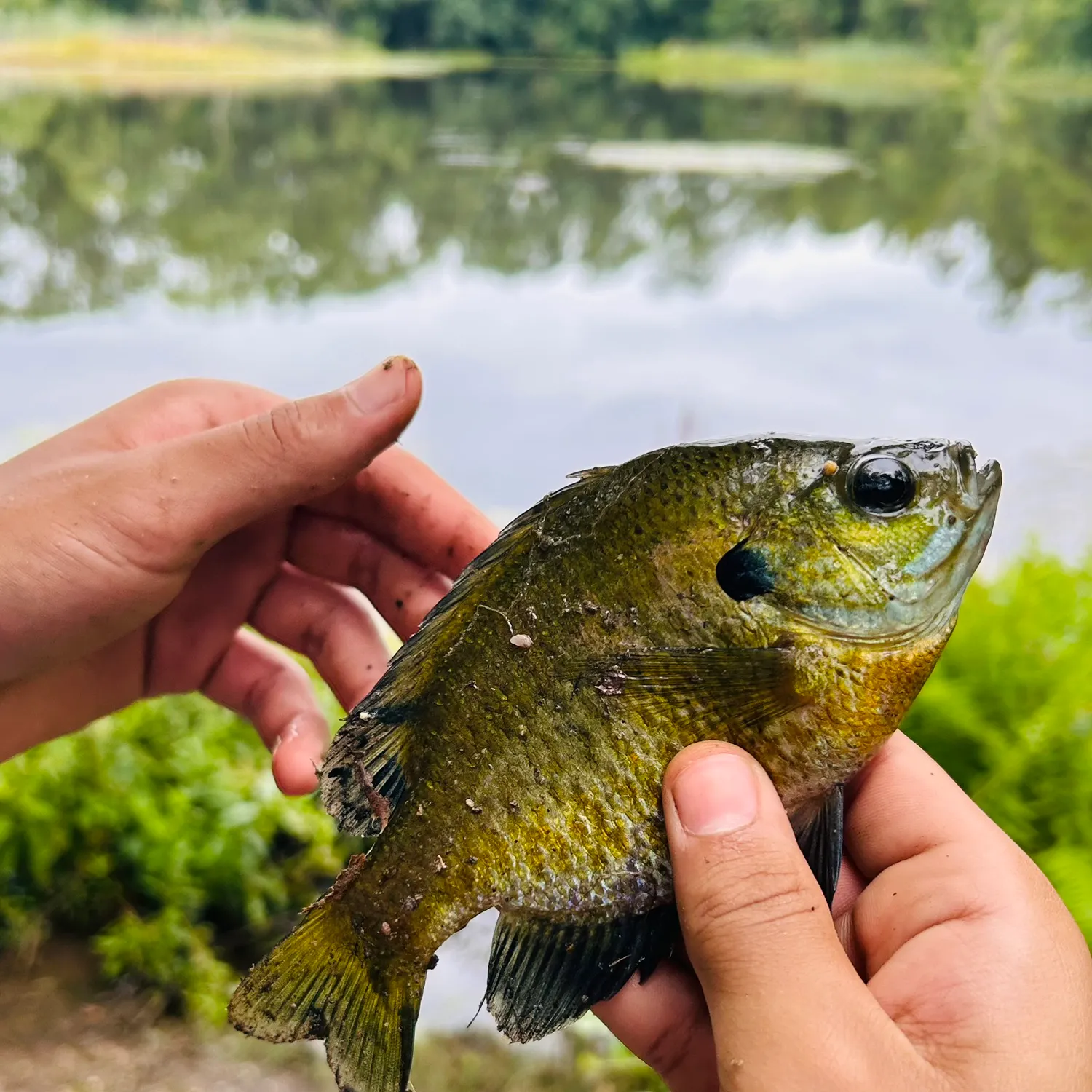 Bluegill caught on Fishbrain