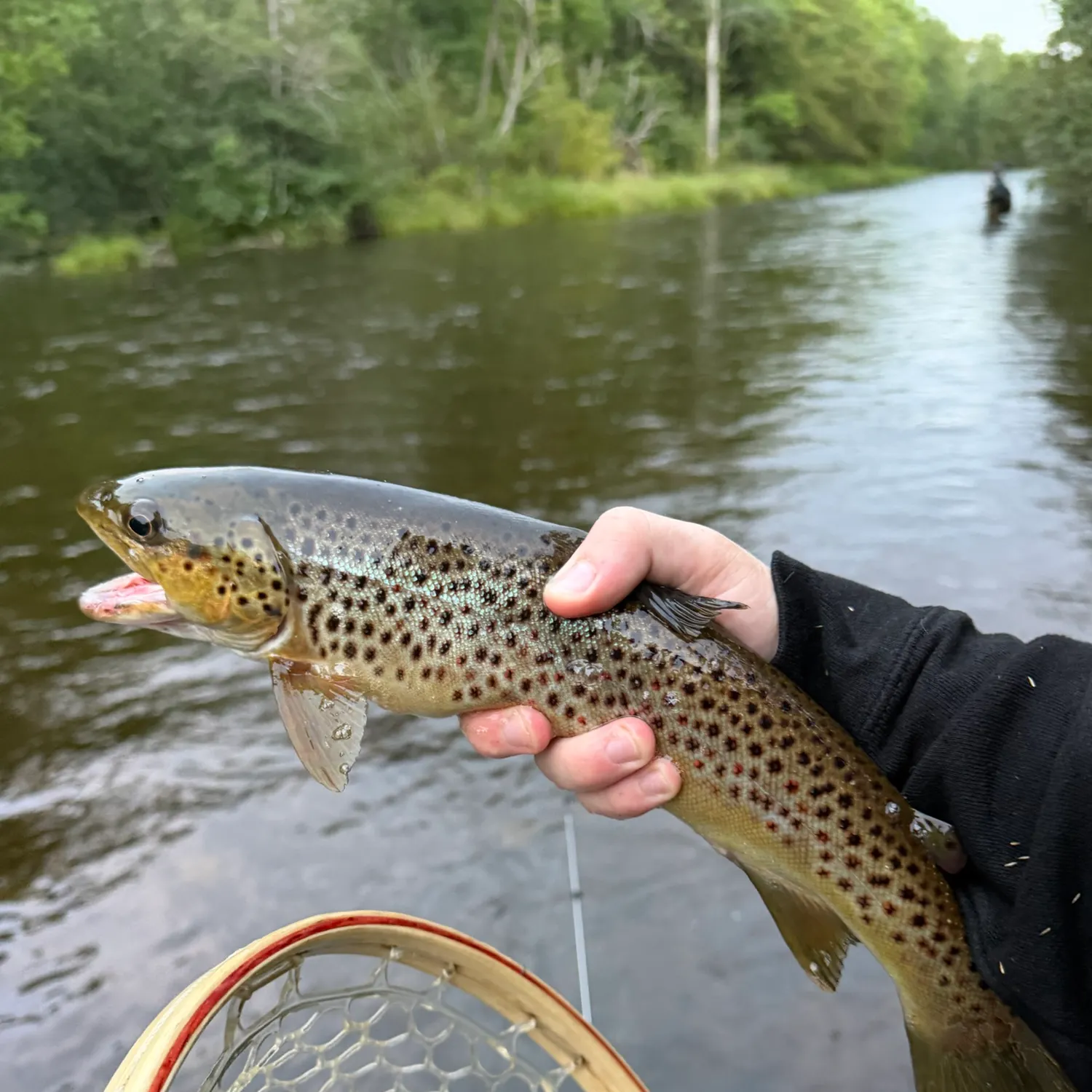 Brown trout caught on Fishbrain