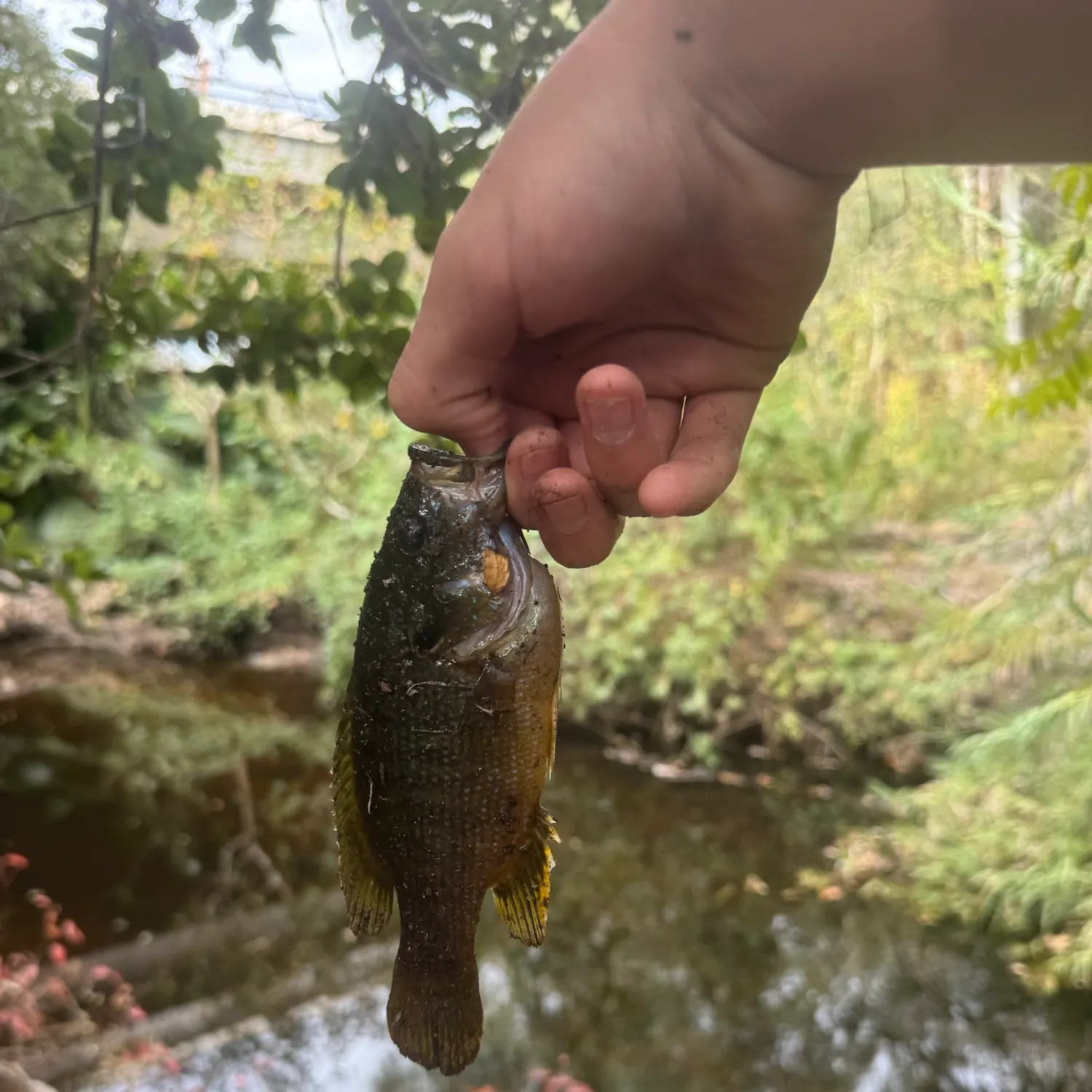 Green sunfish caught on Fishbrain