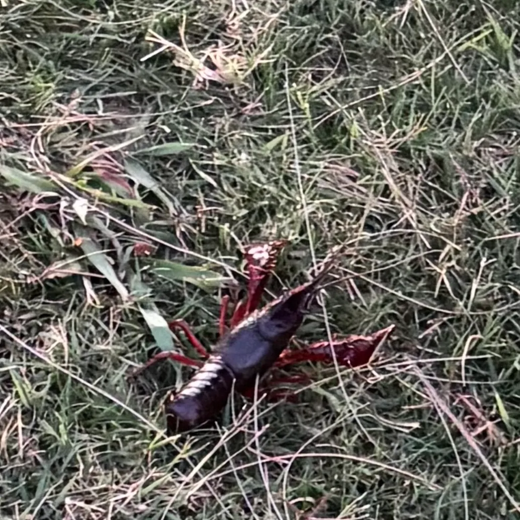 The most recent Red swamp crayfish catches on Fishbrain