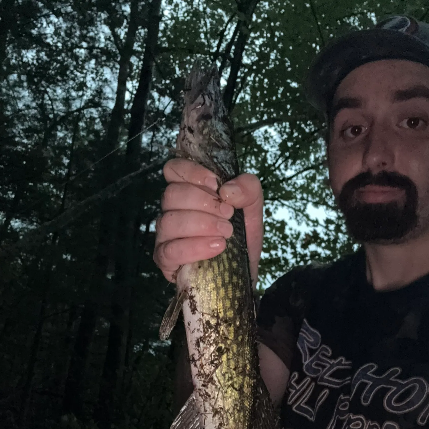 Chain pickerel caught on Fishbrain