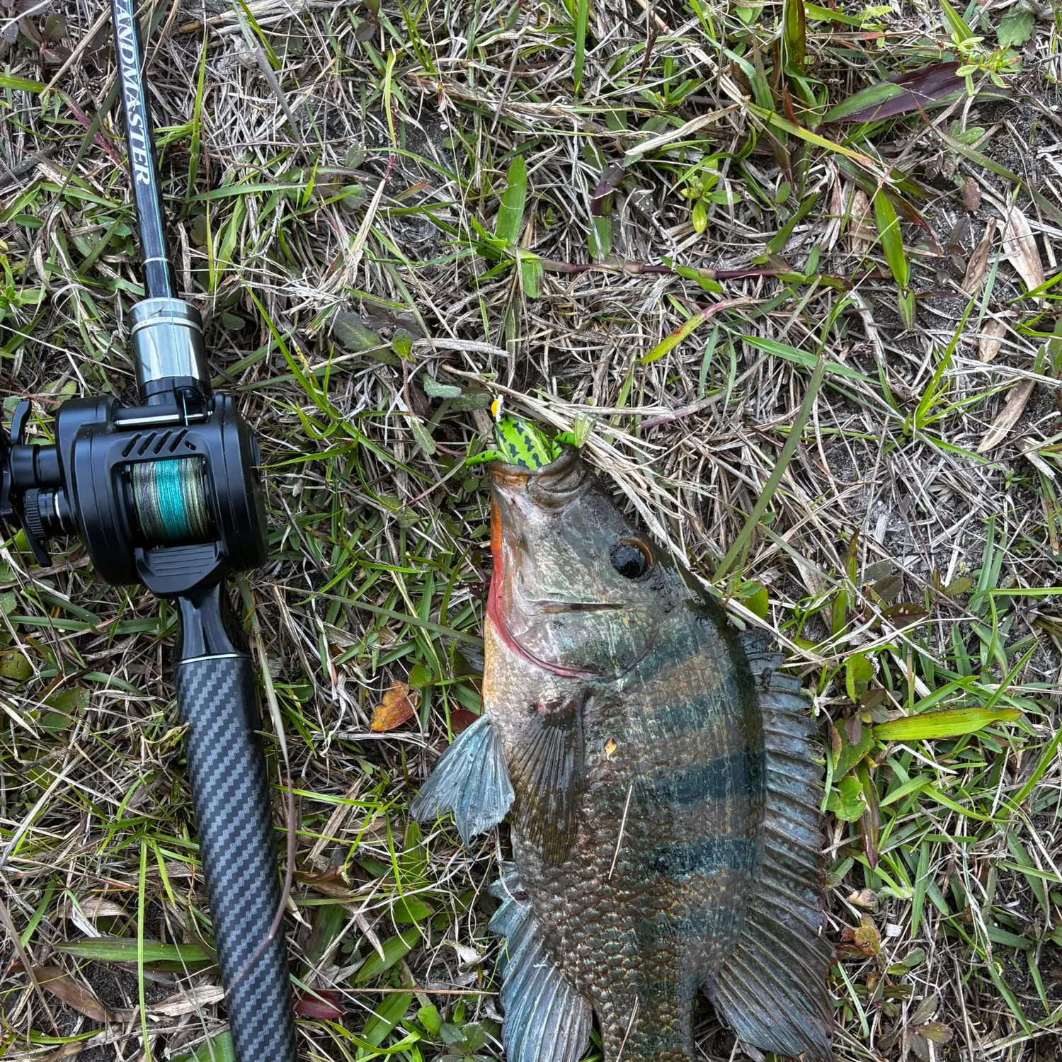 Mayan cichlid caught on Fishbrain