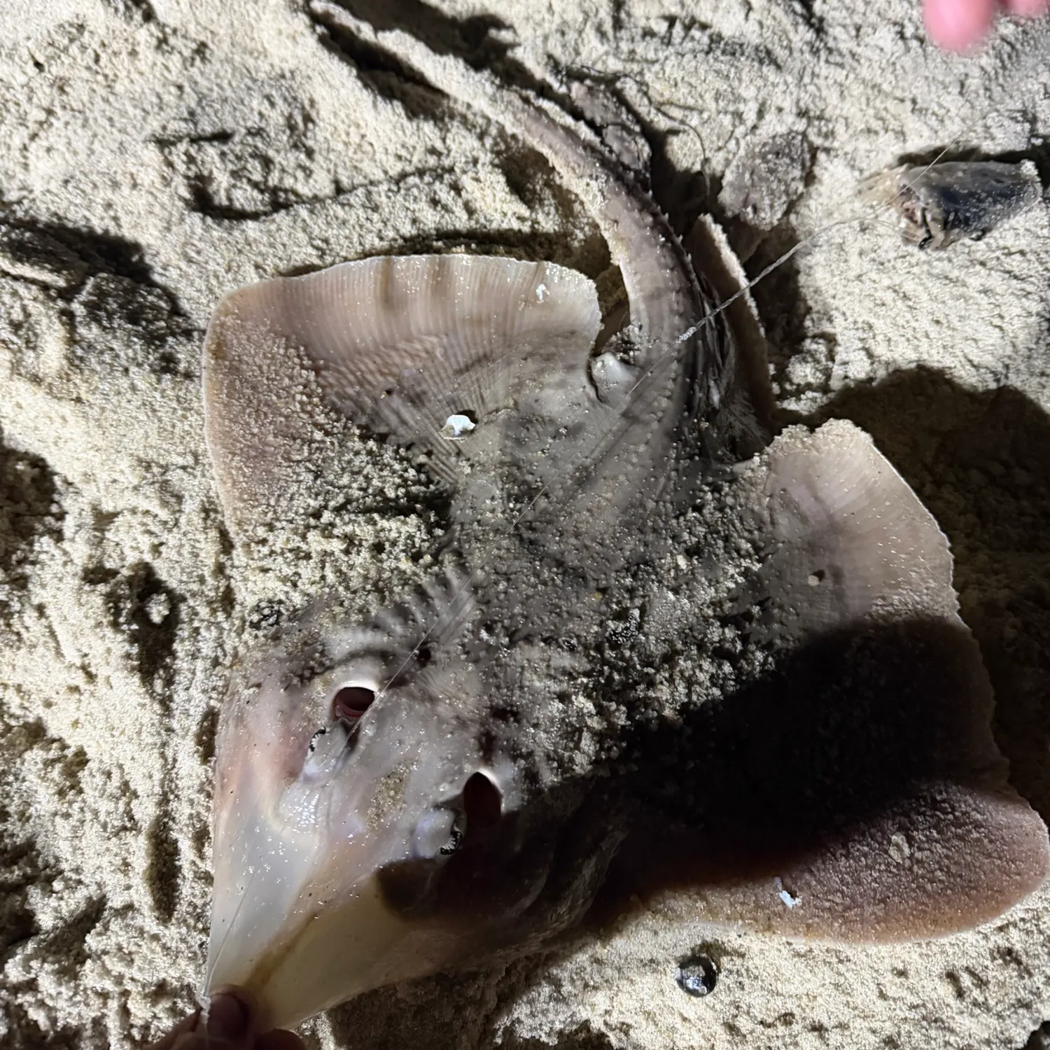 Blue skate caught on Fishbrain