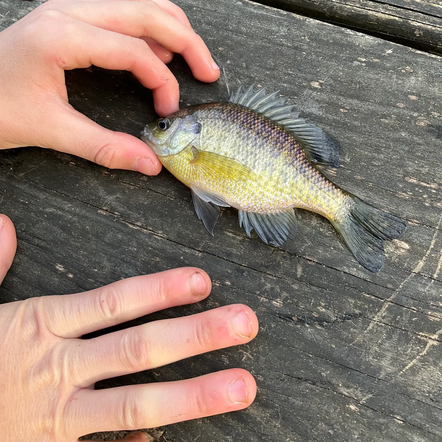 catch