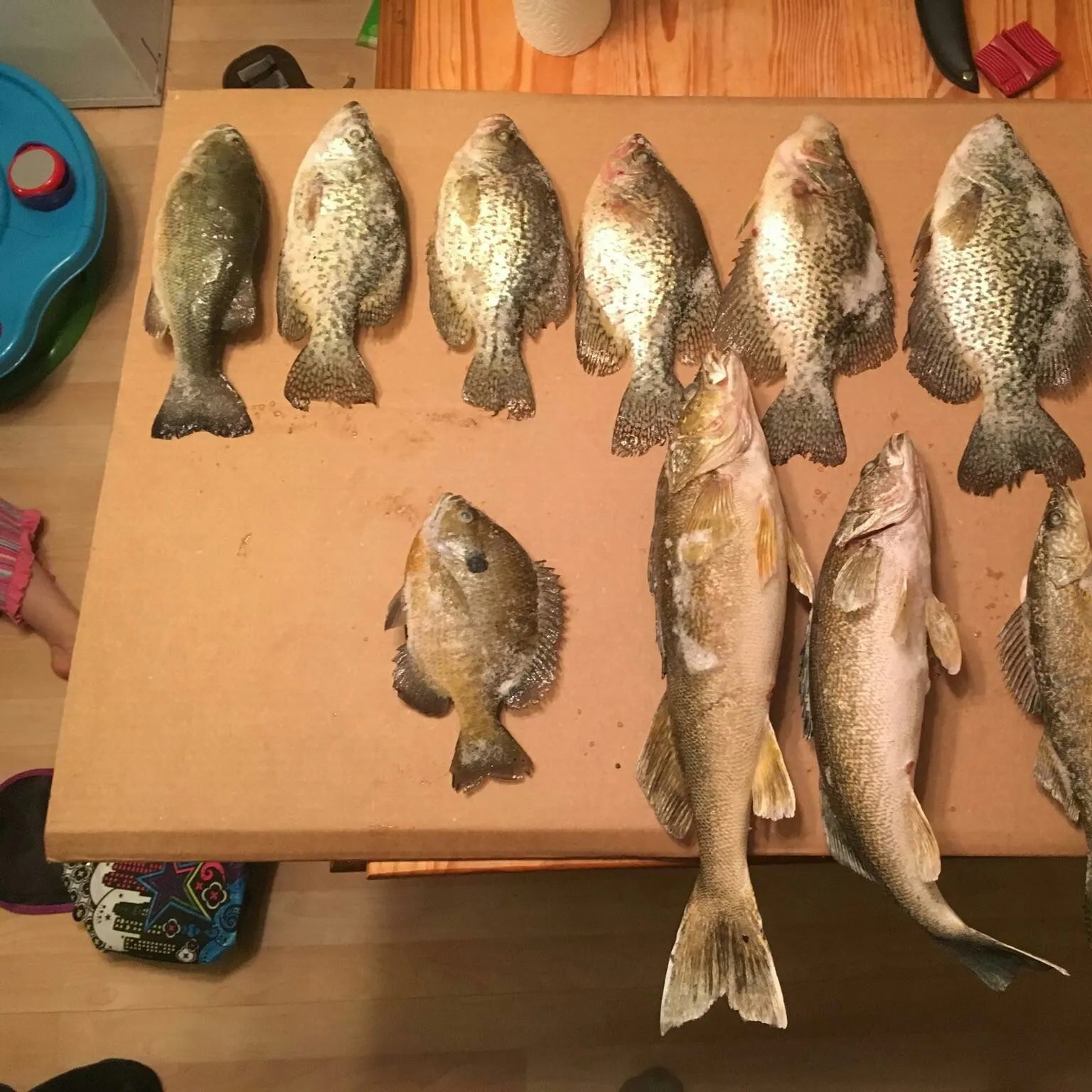 recently logged catches
