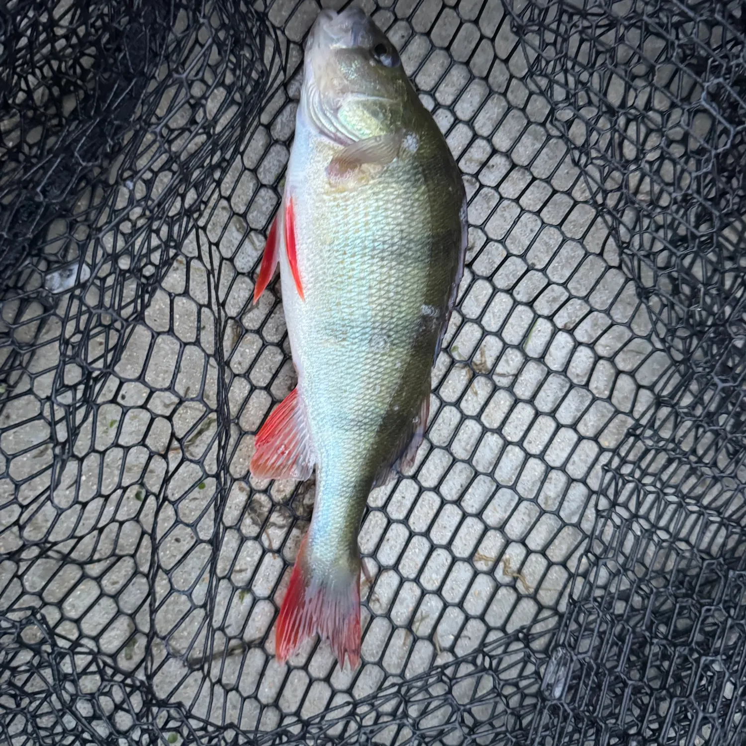 European perch caught on Fishbrain
