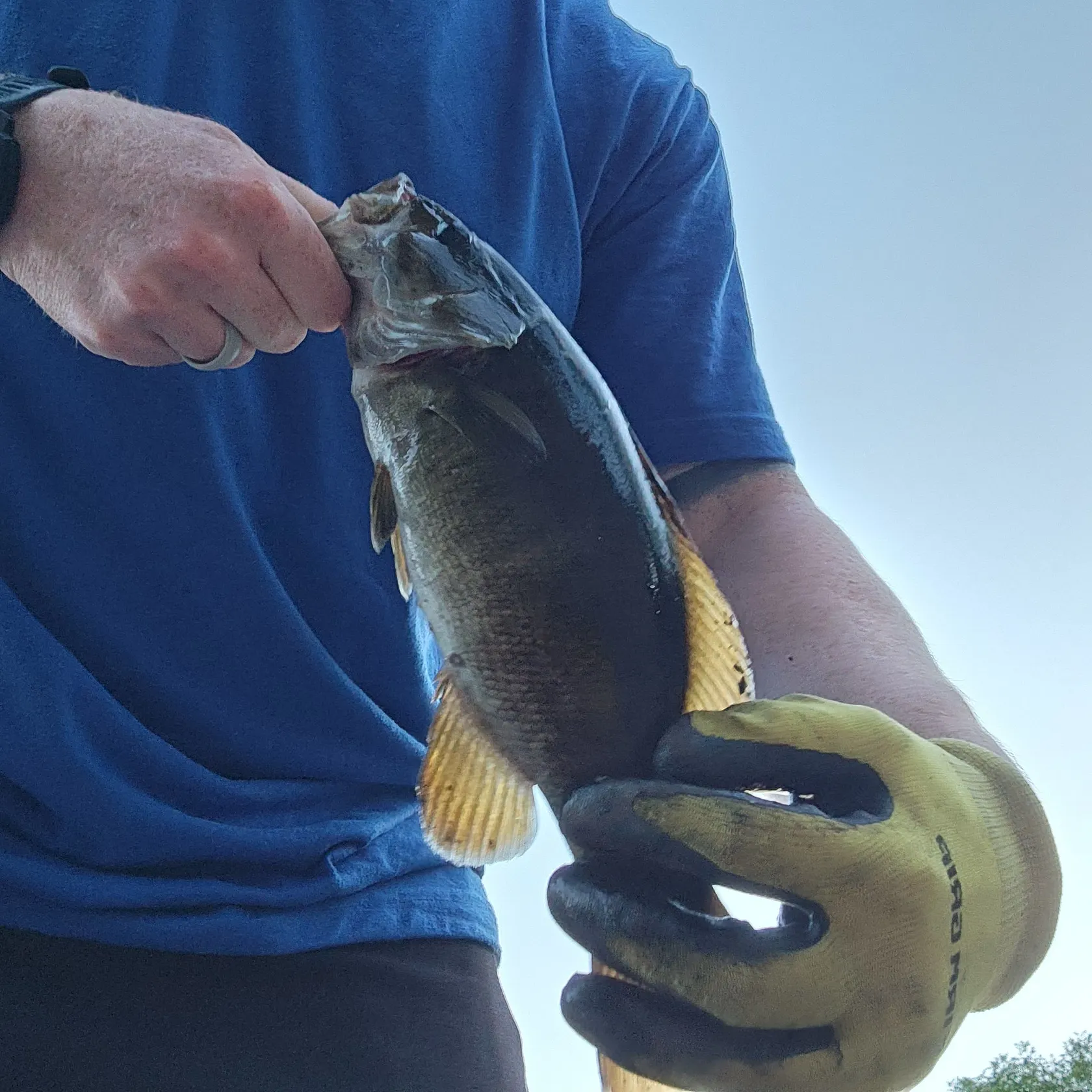 Smallmouth bass caught on Fishbrain