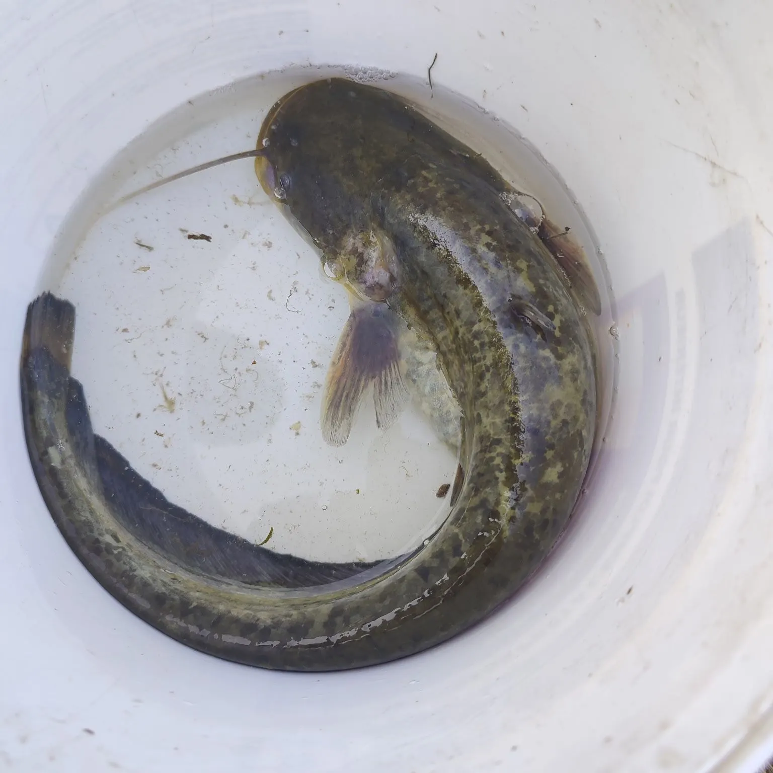 Wels catfish caught on Fishbrain
