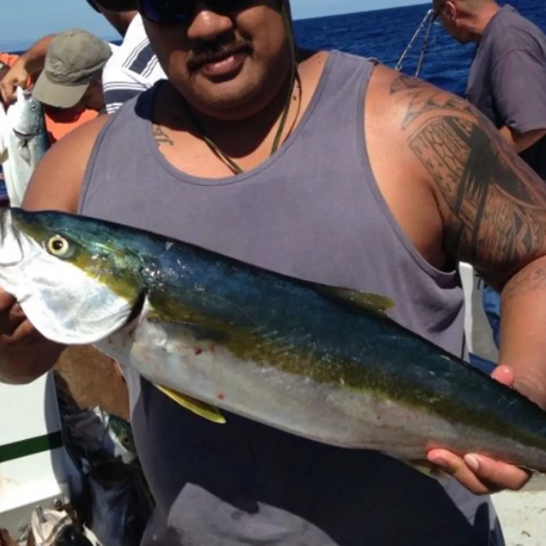The most recent California yellowtail amberjack catches on Fishbrain