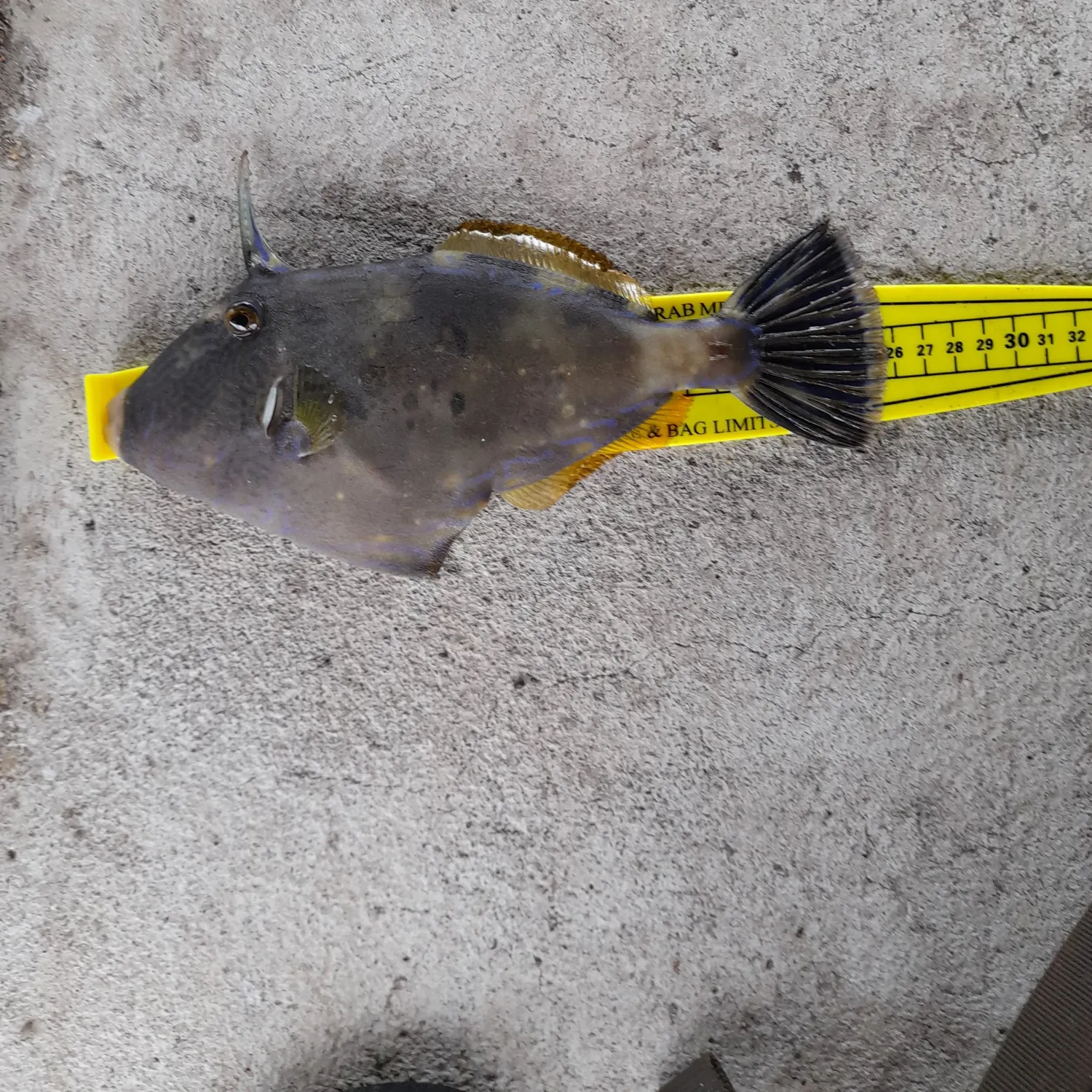 Black reef leatherjacket caught on Fishbrain
