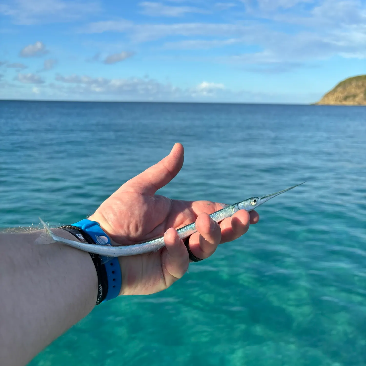 The most recent Keeltail needlefish catches on Fishbrain