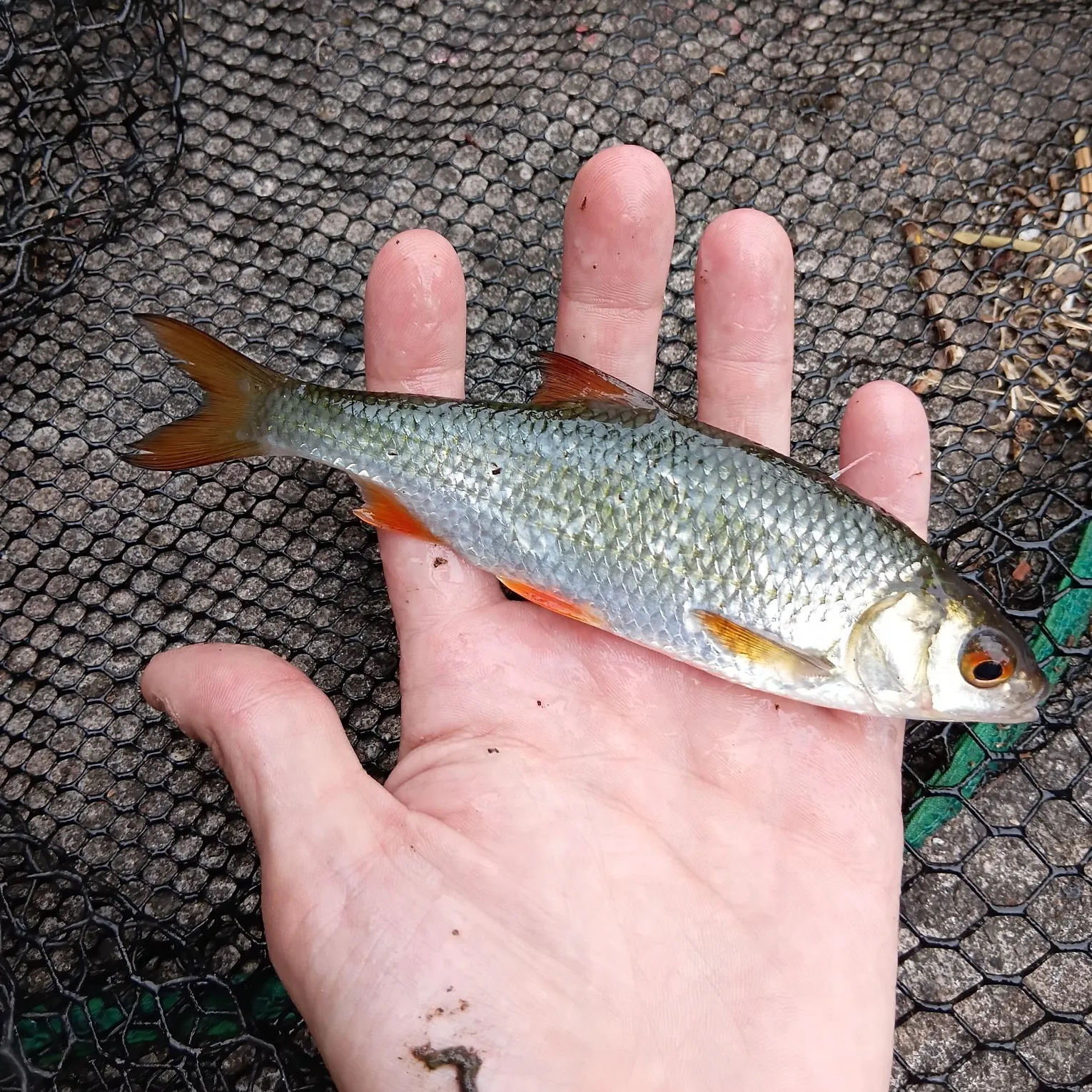Common roach caught on Fishbrain
