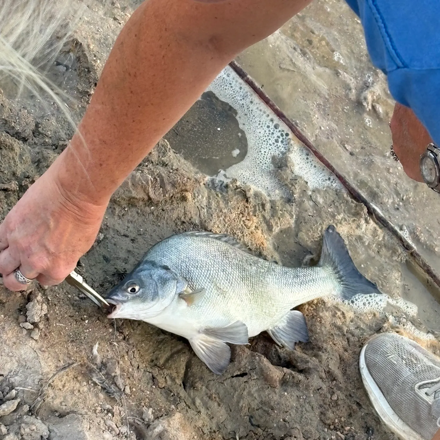 The most recent Bidyan perch catches on Fishbrain