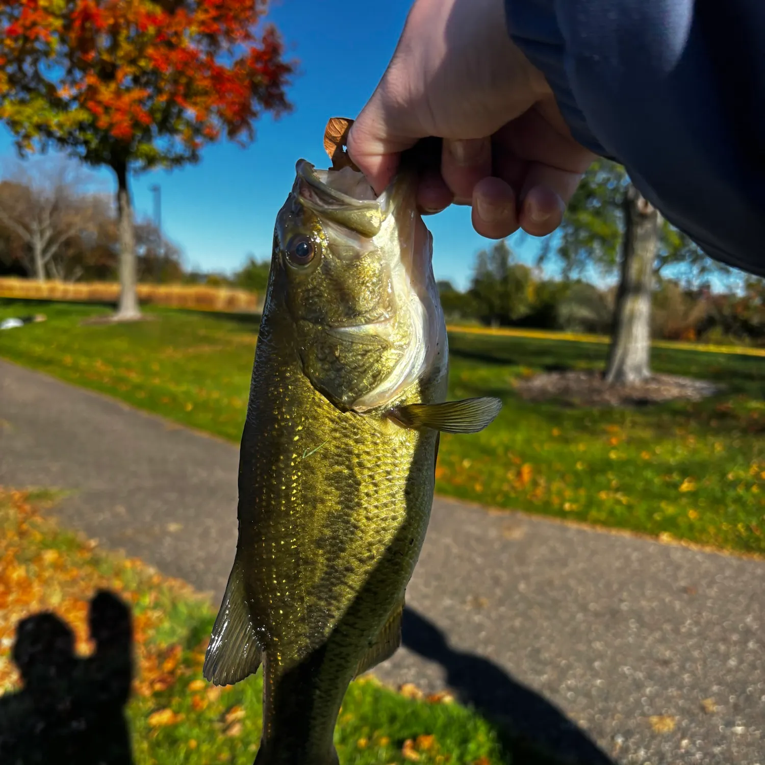 Largemouth bass caught on Fishbrain