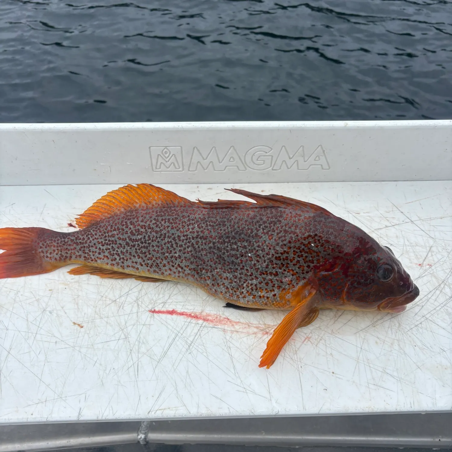 The most recent Kelp greenling catches on Fishbrain
