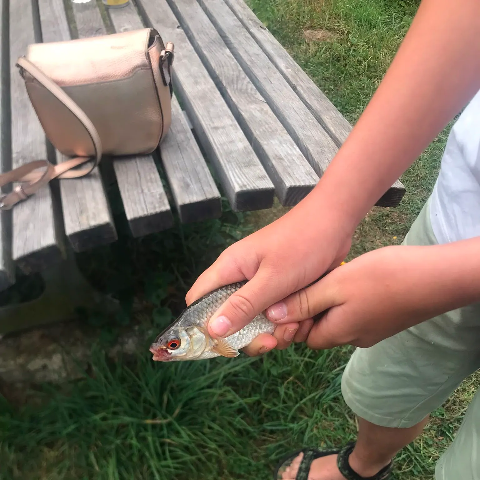 European chub caught on Fishbrain
