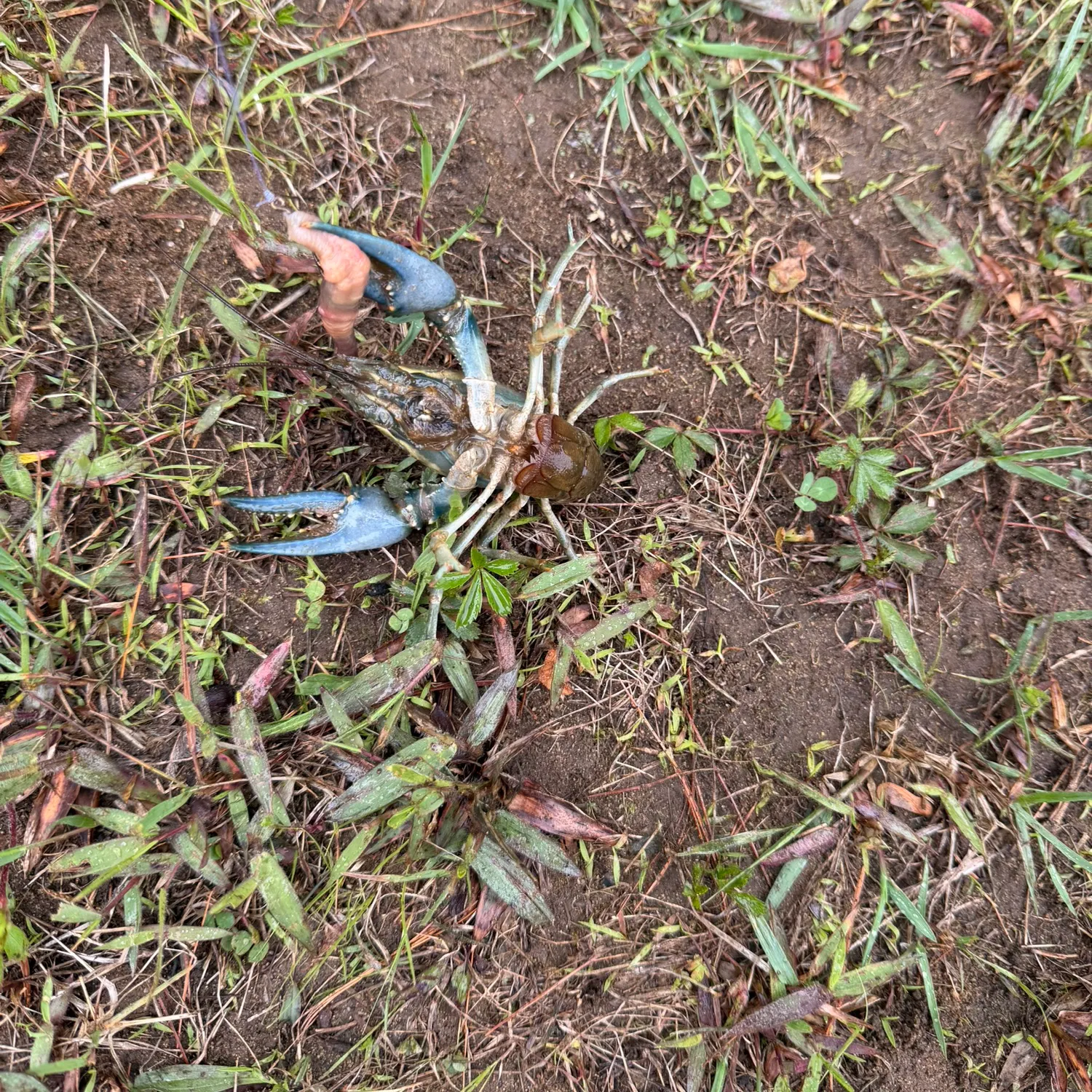 The most recent Rusty crayfish catches on Fishbrain