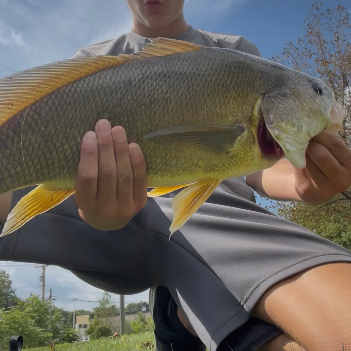 Freshwater drum caught on Fishbrain