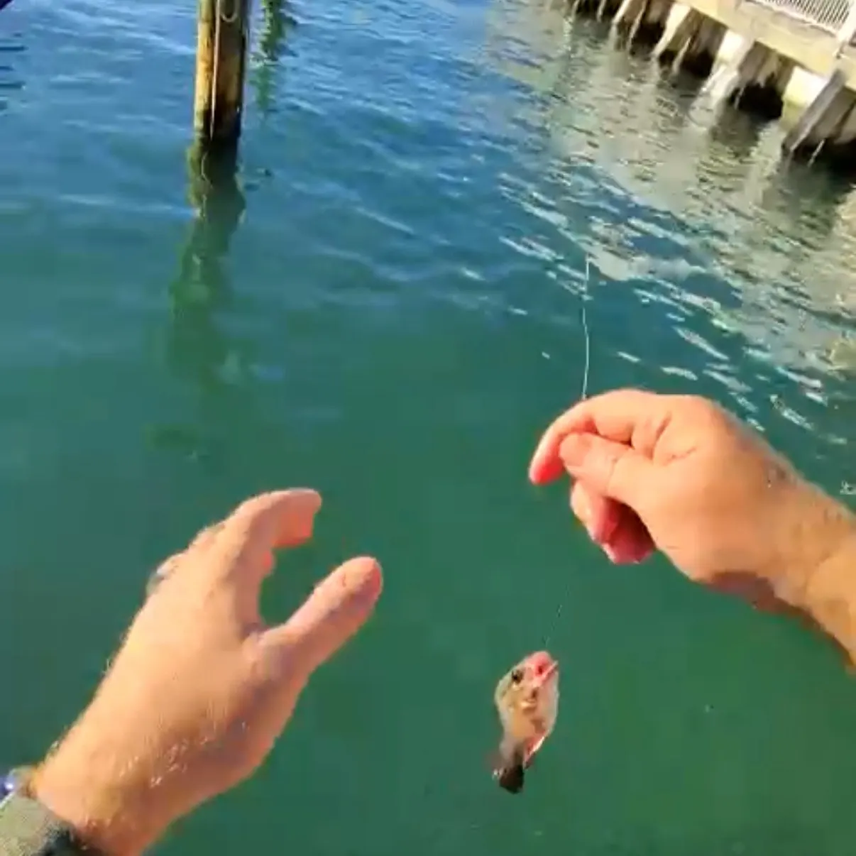 Red drum caught on Fishbrain