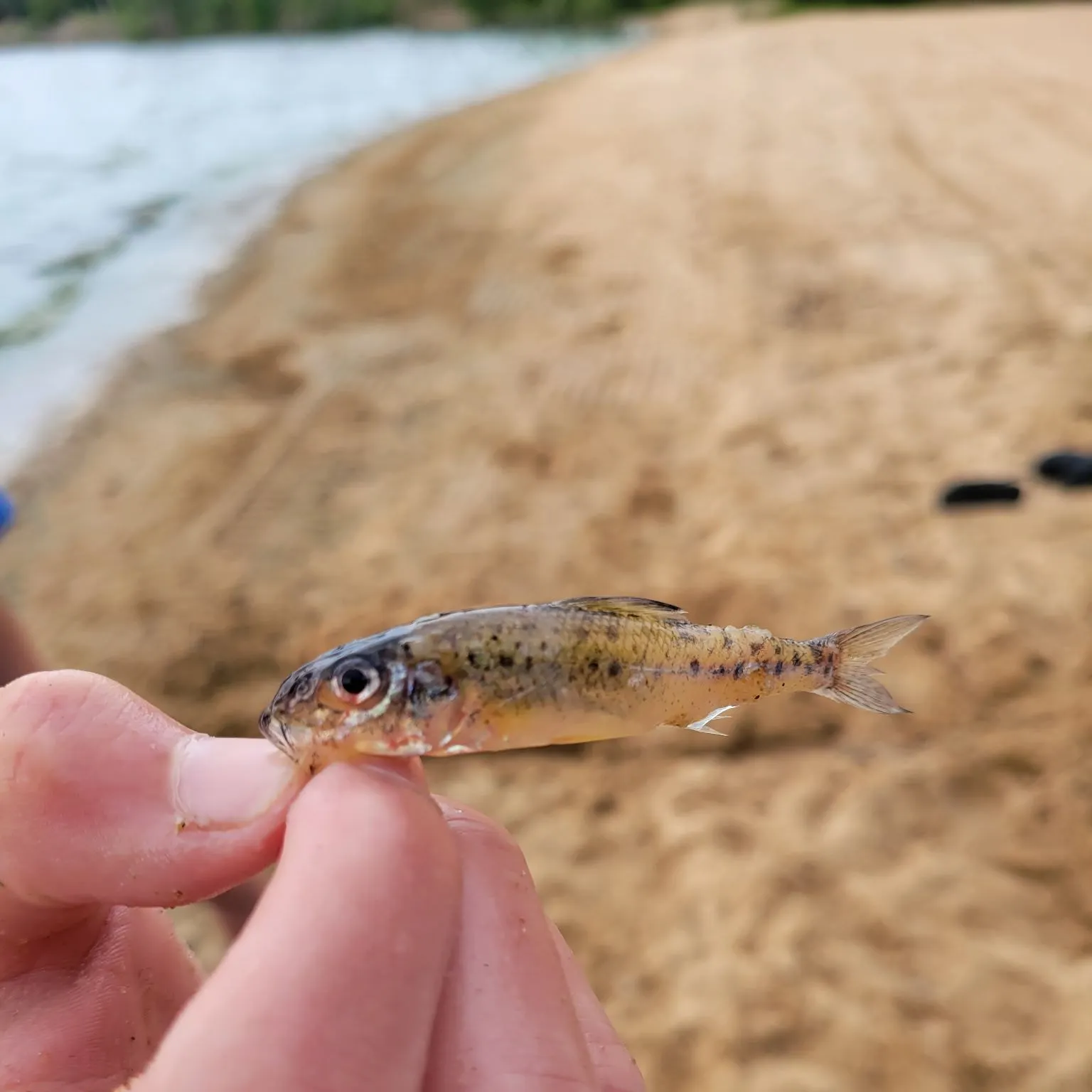 The most recent Trout-perch catches on Fishbrain