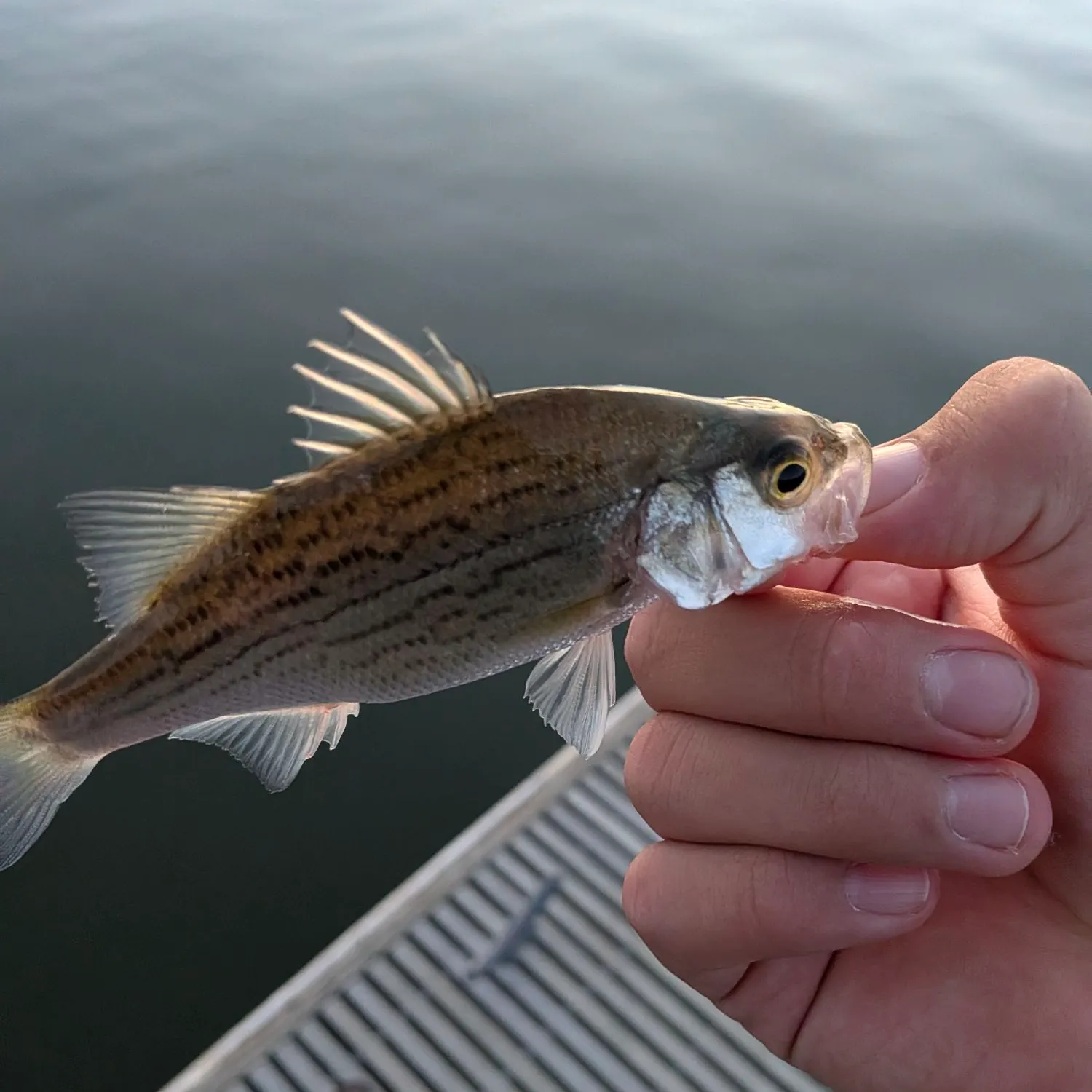 White bass caught on Fishbrain