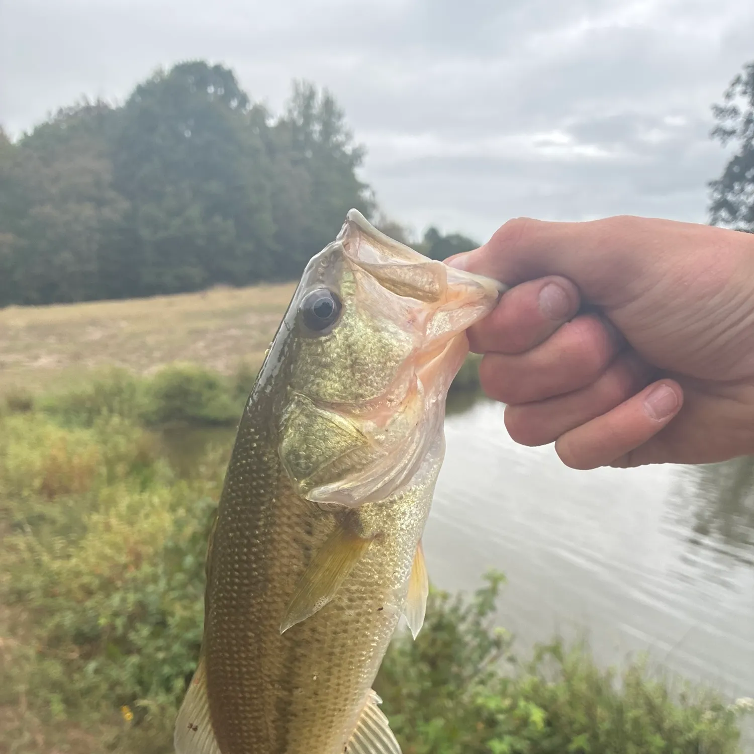 Fish caught on Fishbrain