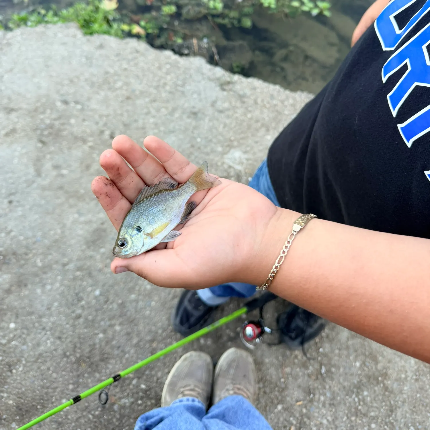Bluegill caught on Fishbrain