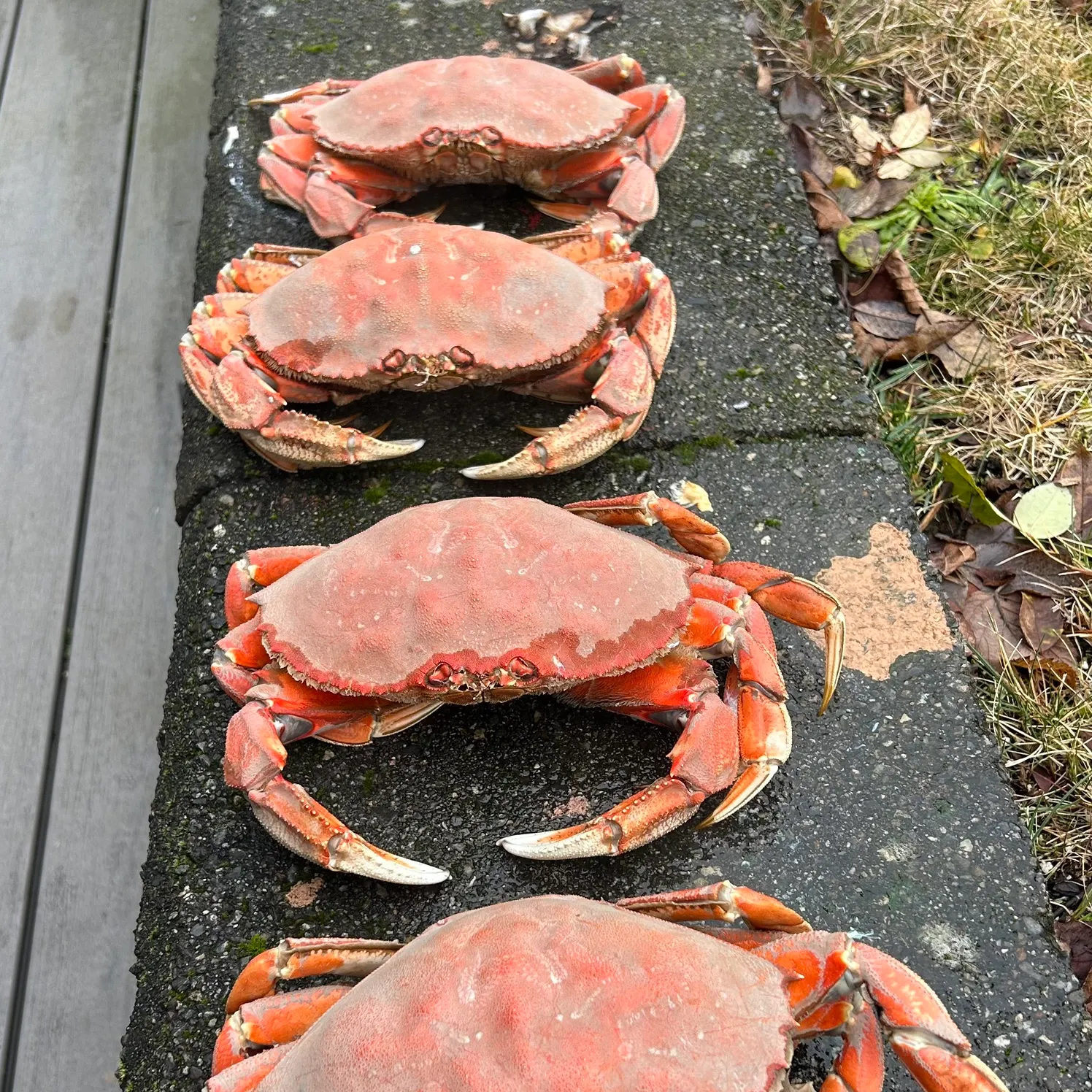 The most recent Dungeness crab catches on Fishbrain