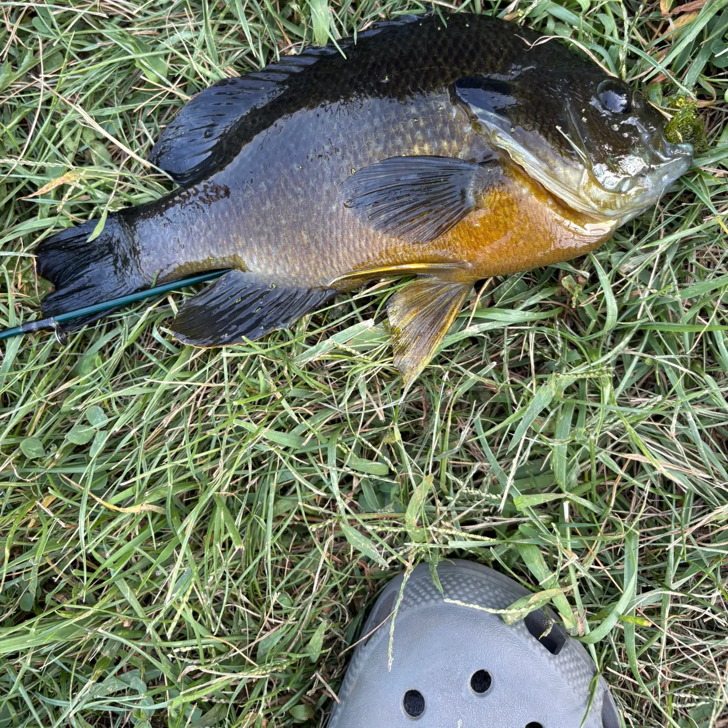 Green sunfish caught on Fishbrain