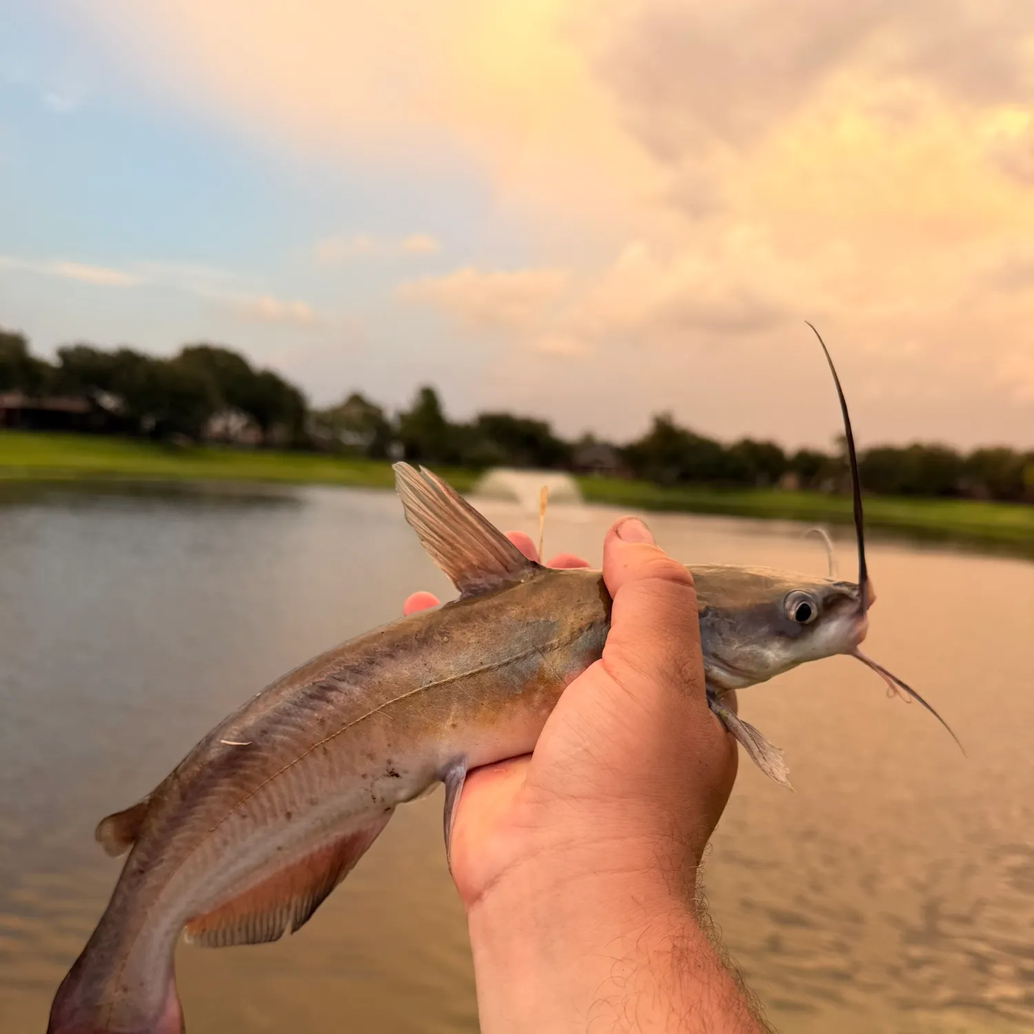 Channel catfish caught on Fishbrain