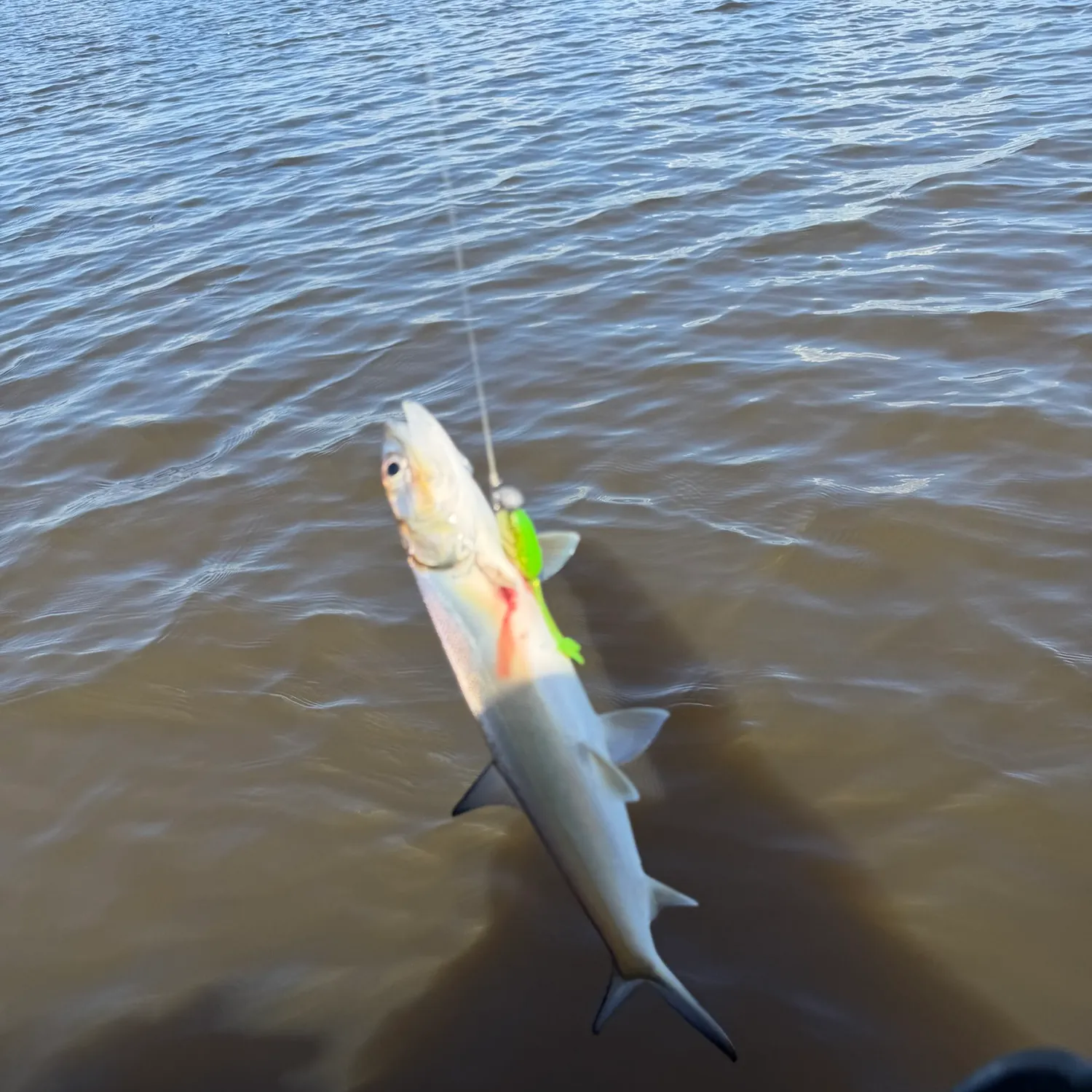 Ladyfish caught on Fishbrain