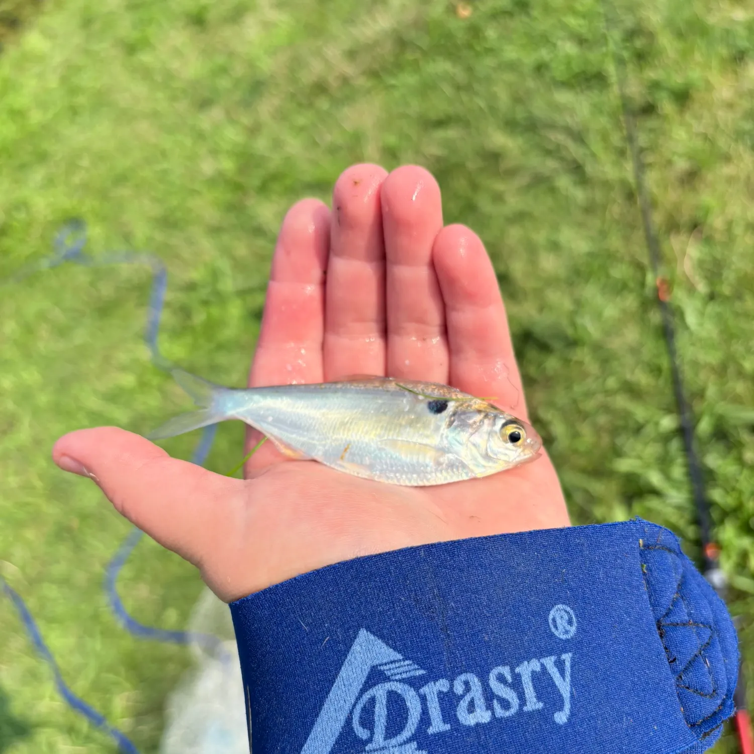 The most recent Threadfin shad catches on Fishbrain