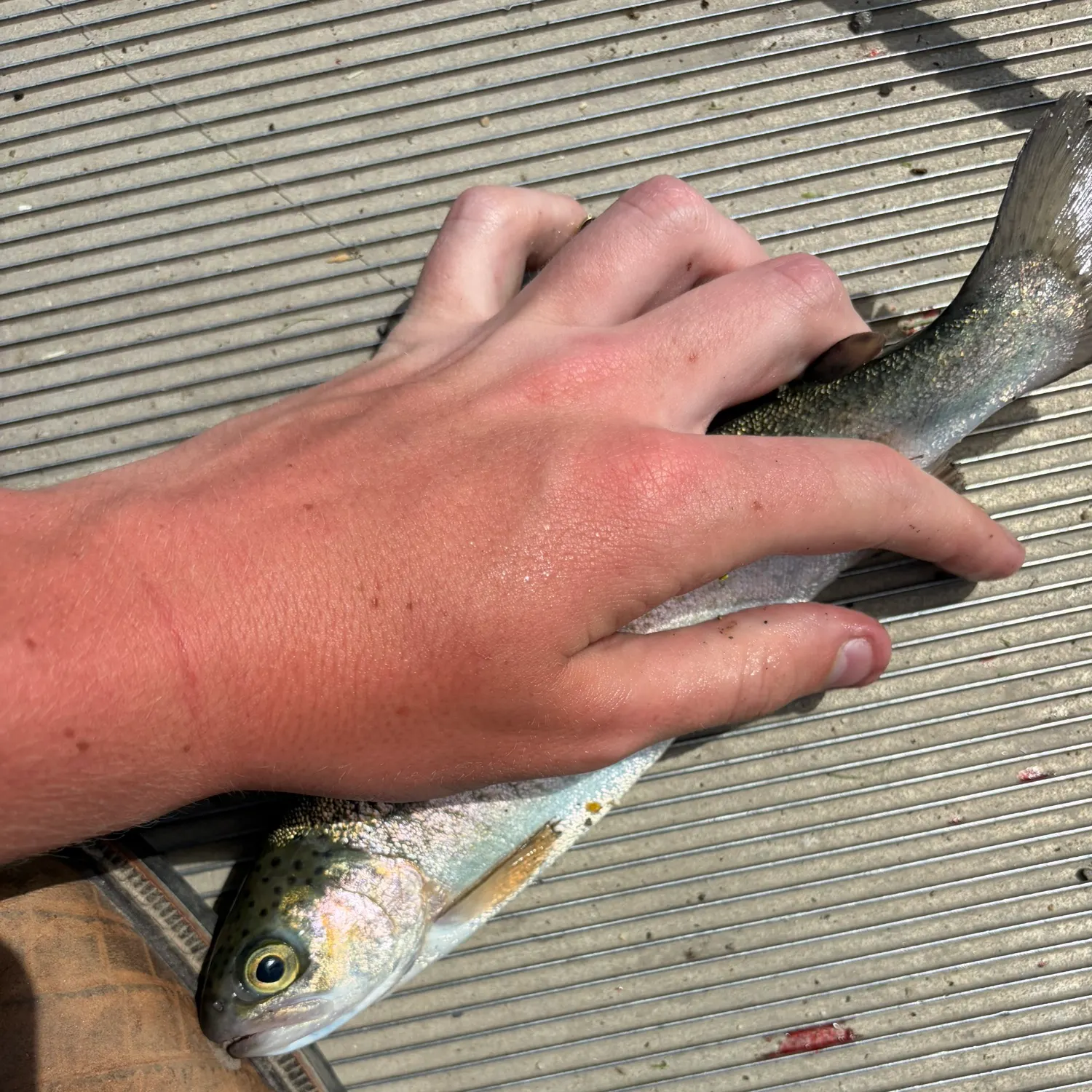 catch