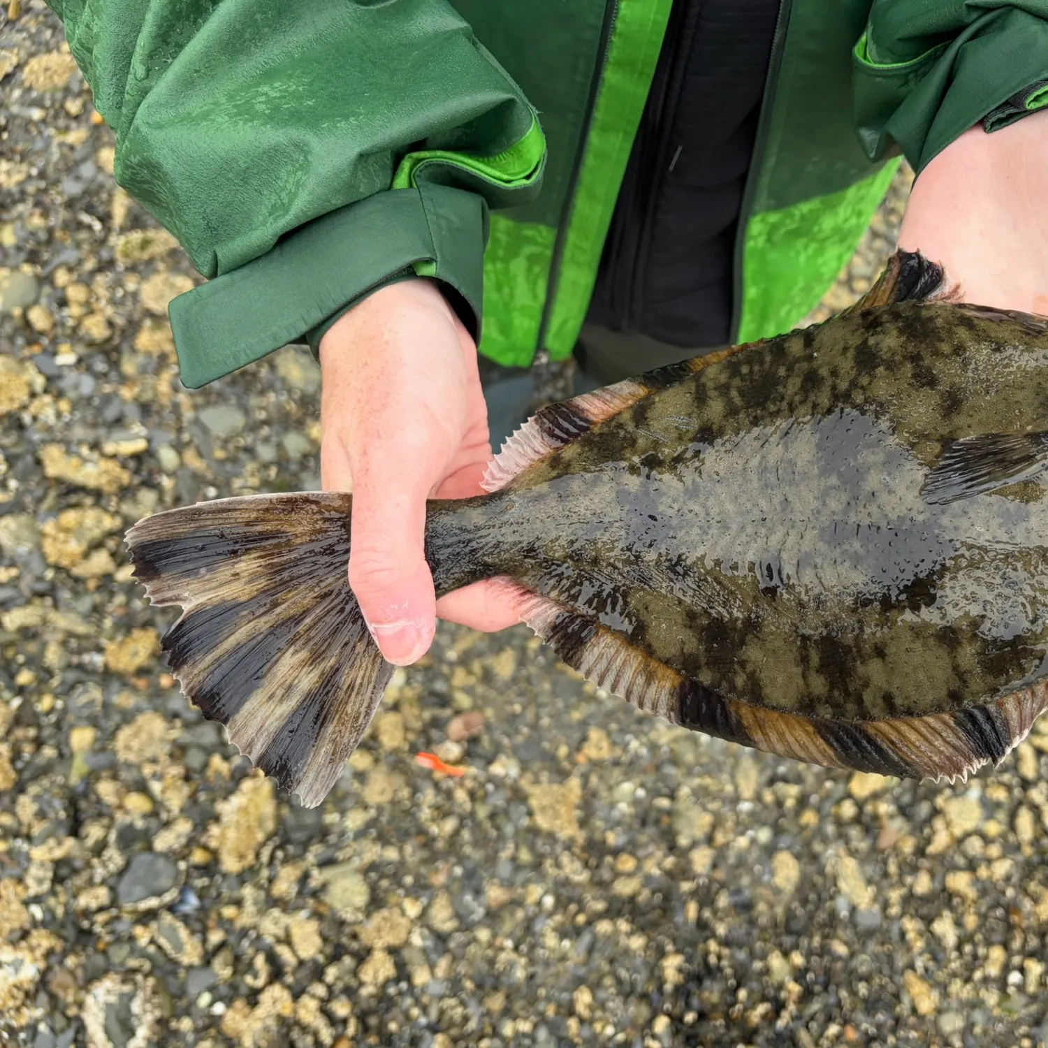 Starry flounder caught on Fishbrain