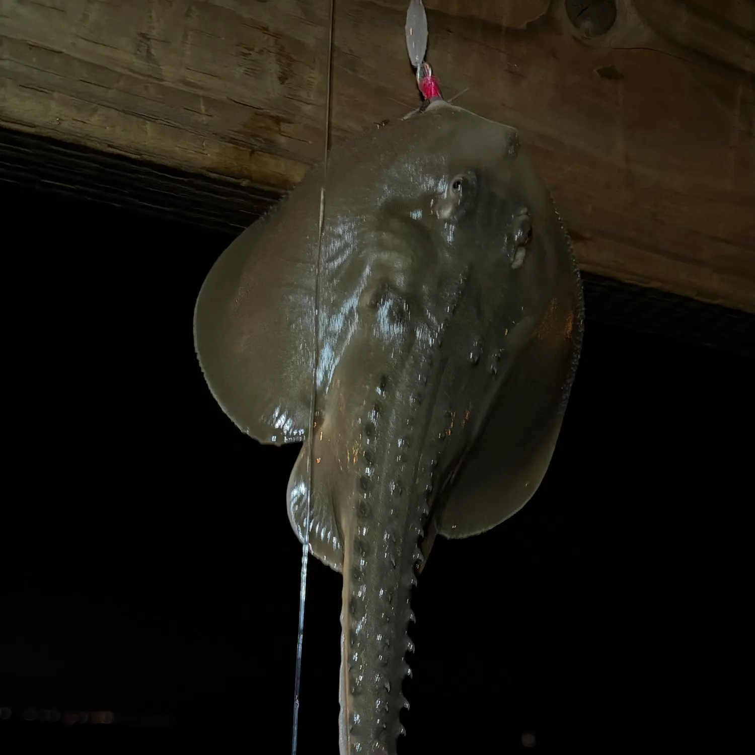 Thornback guitarfish caught on Fishbrain
