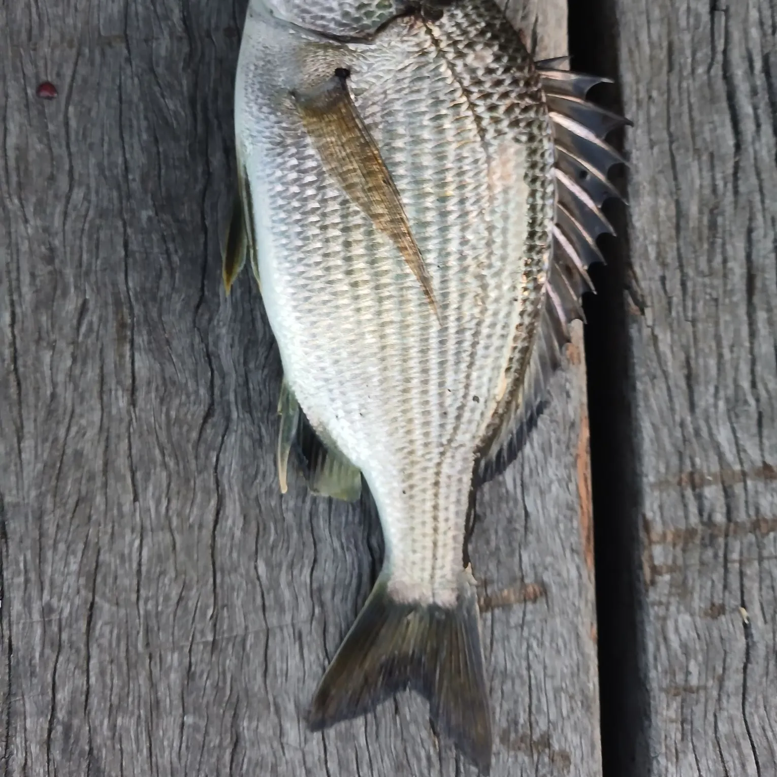 Southern black bream caught on Fishbrain