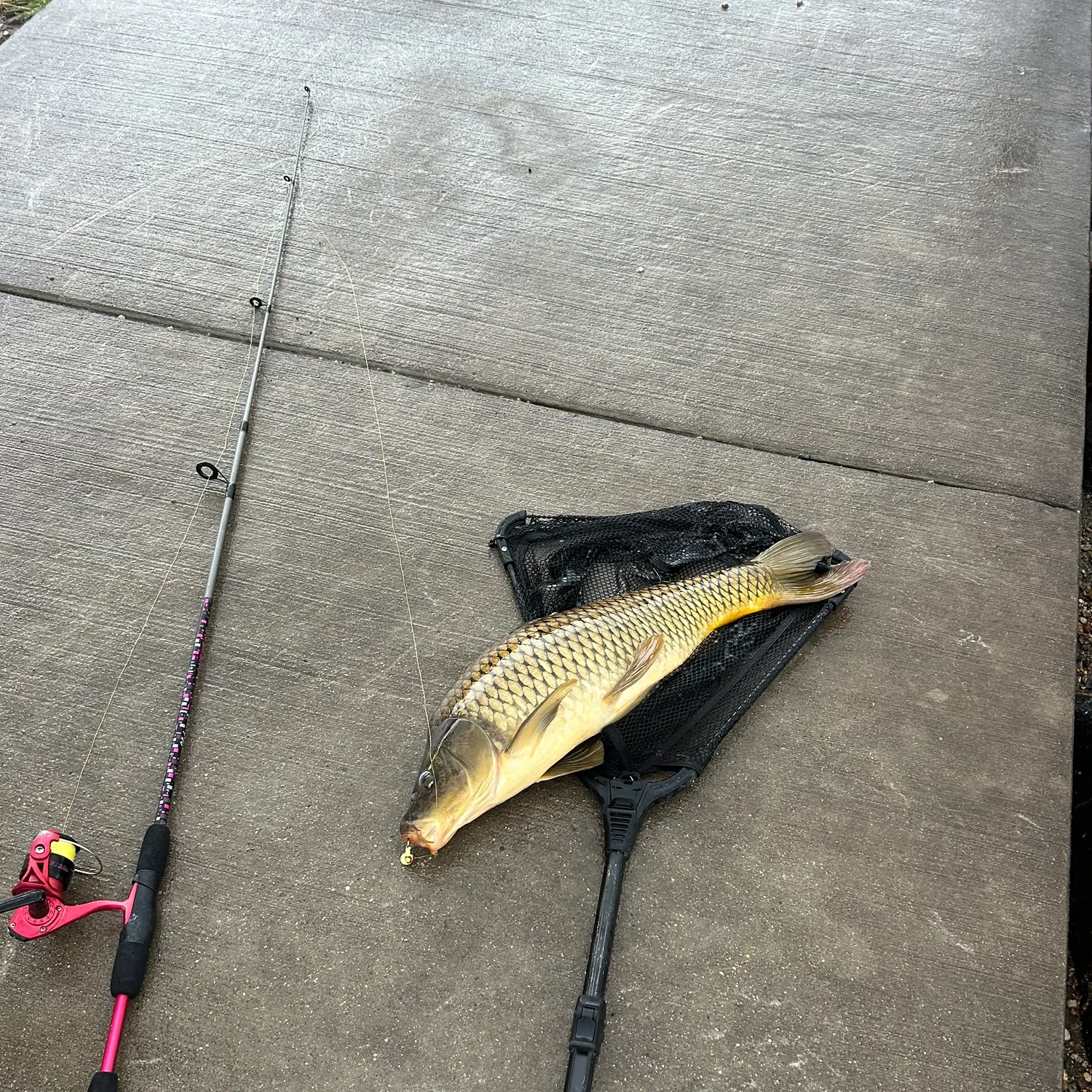 Common carp caught on Fishbrain