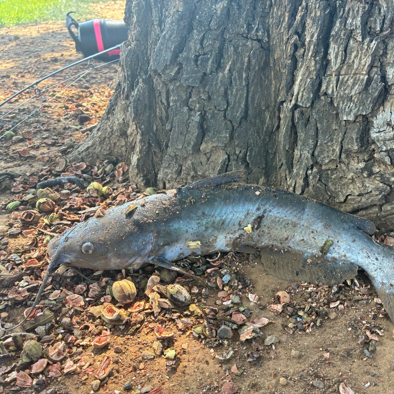 Blue catfish caught on Fishbrain