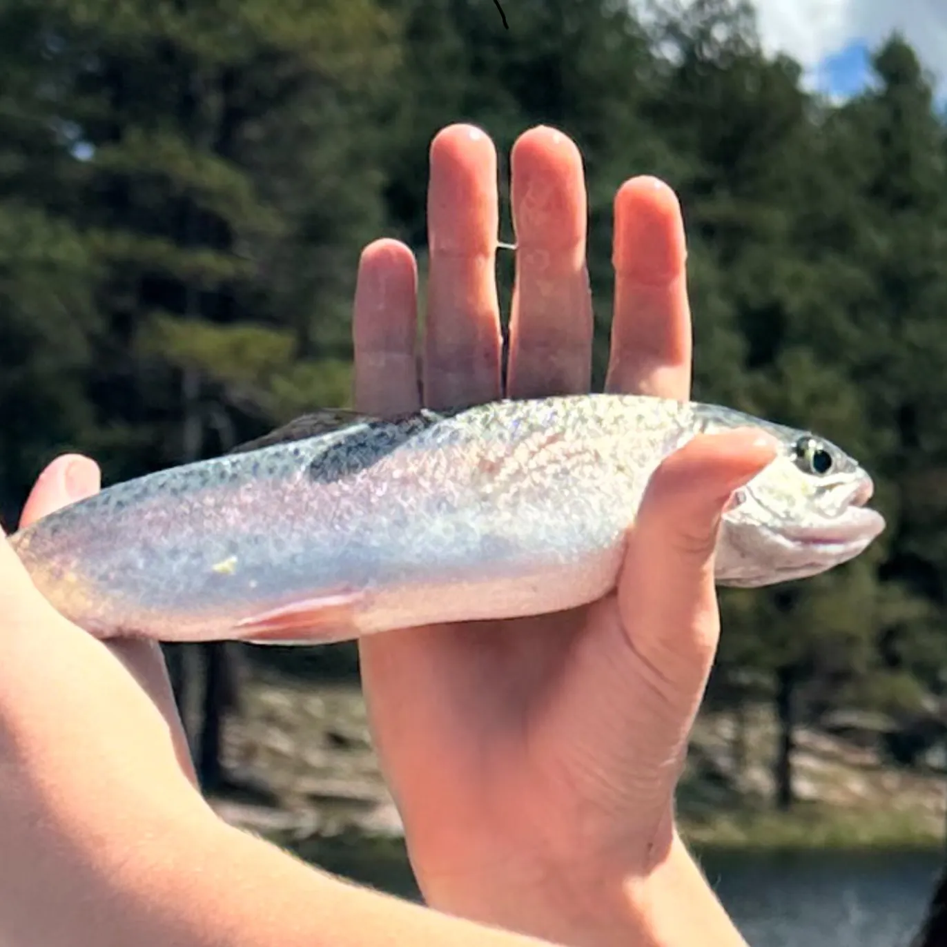 Rainbow trout caught on Fishbrain