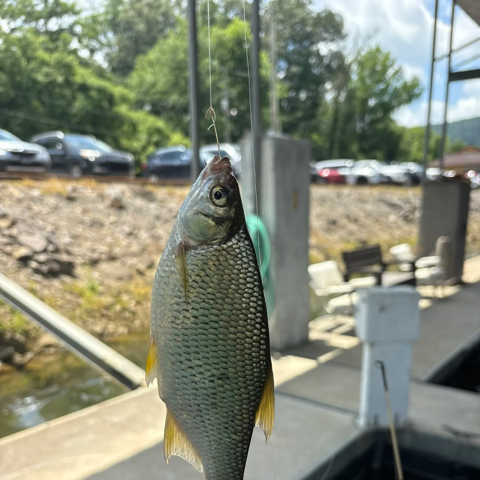 The most recent Golden shiner catches on Fishbrain