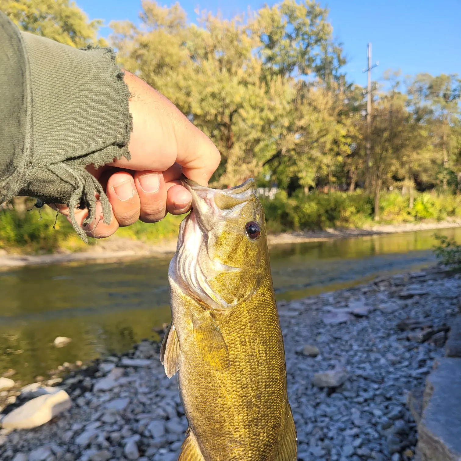 Smallmouth bass caught on Fishbrain