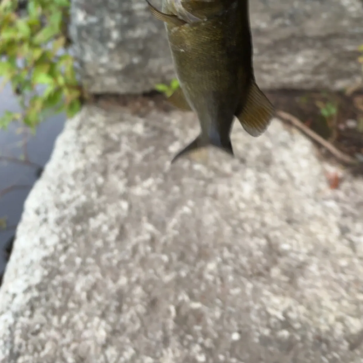 Smallmouth bass caught on Fishbrain