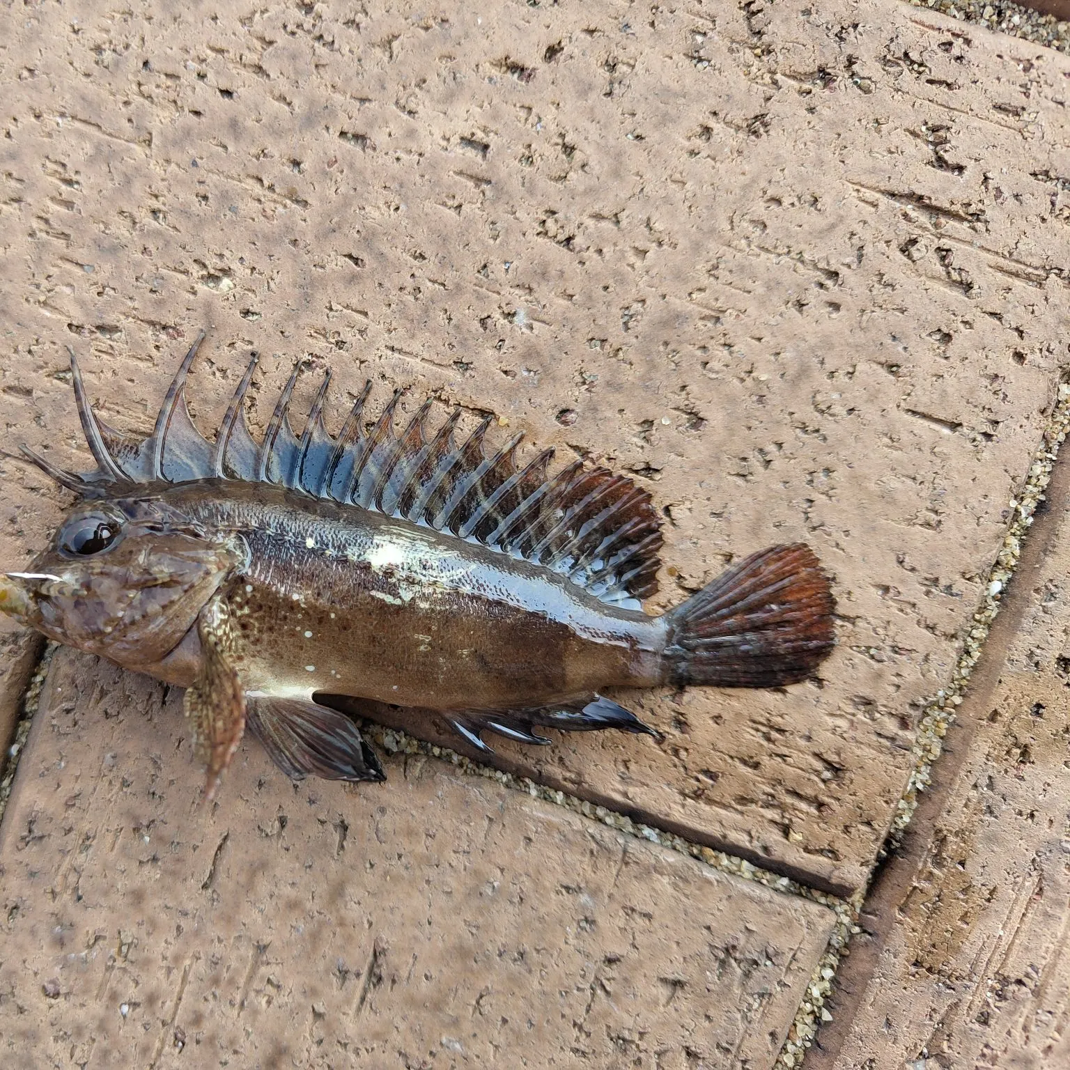 The most recent Hypodytes rubripinnis catches on Fishbrain