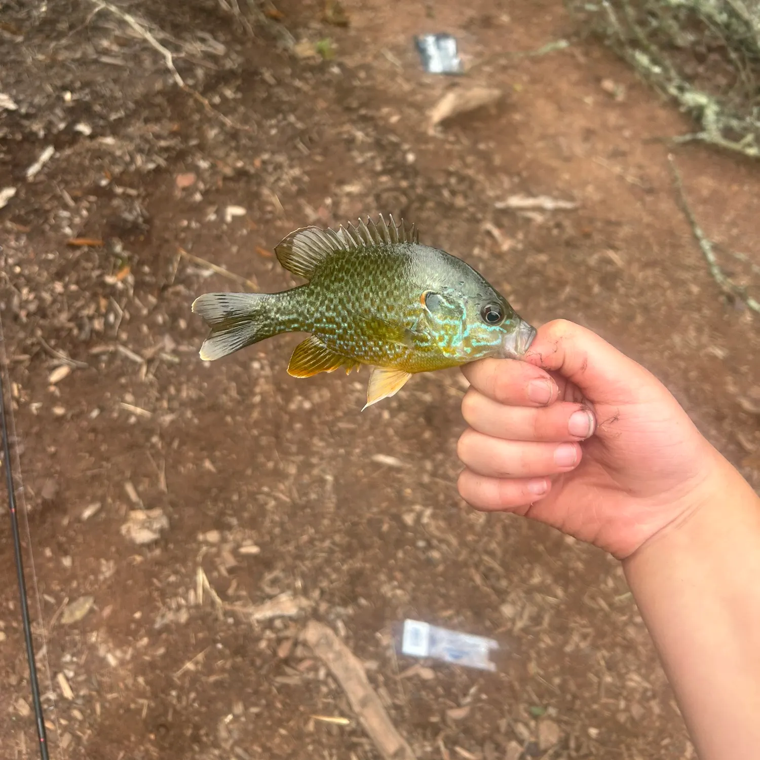 Greengill hybrid caught on Fishbrain