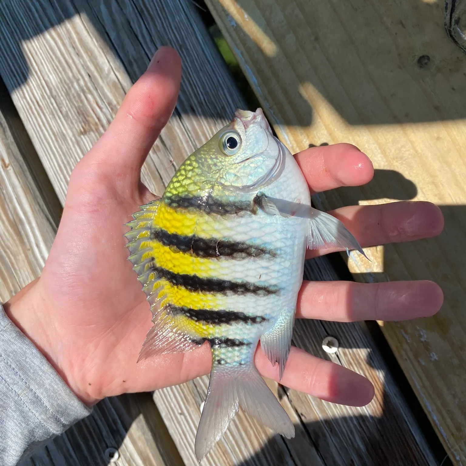 The most recent Sergeant-major catches on Fishbrain
